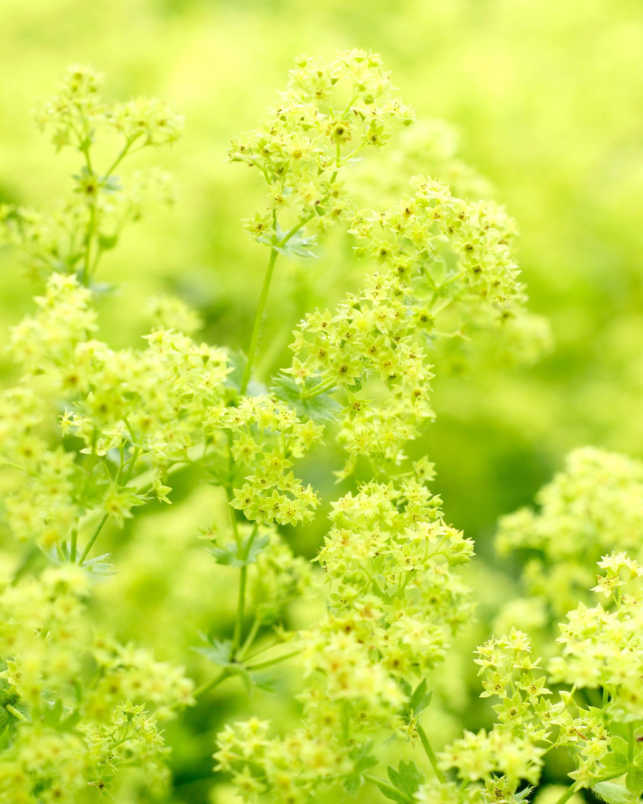 Alchemilla mollis