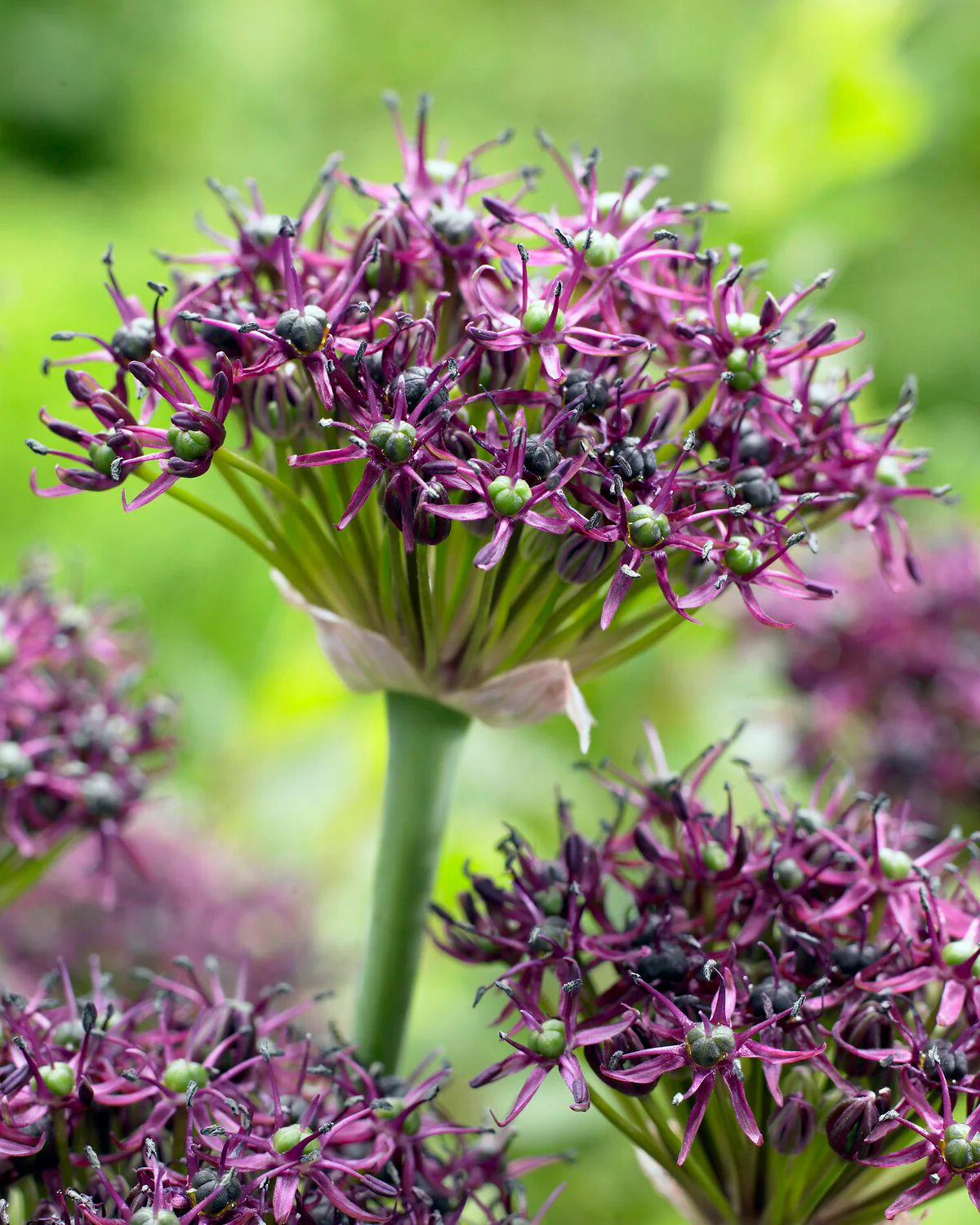 Allium atropurpureum - Image 2