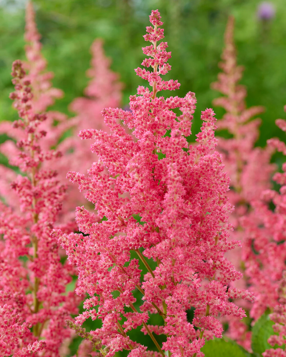 Astilbe 'Dunes Revolution'