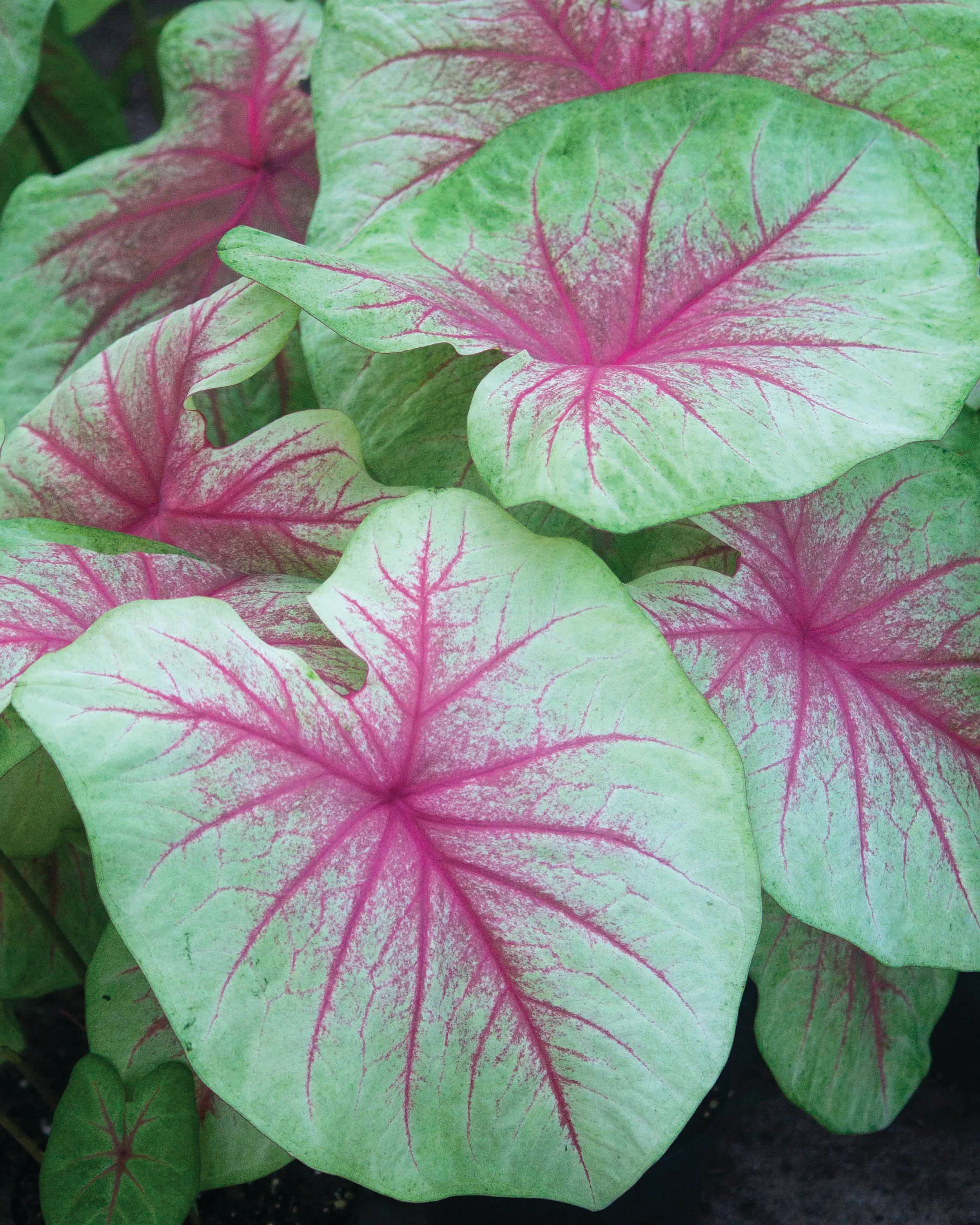 Caladium 'Mint Julep'