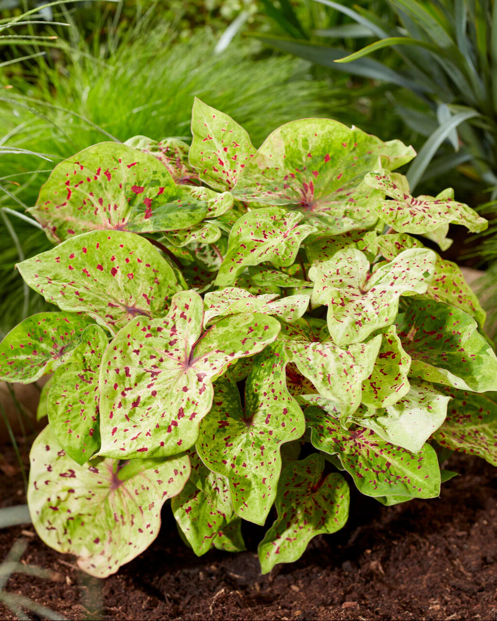 Caladium 'Miss Muffet'