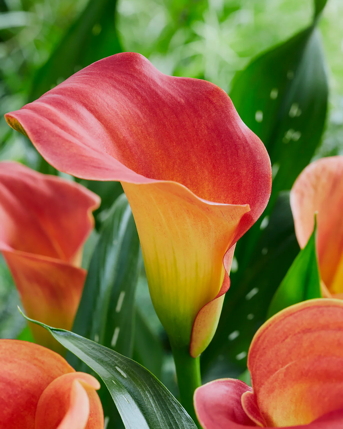 Calla 'Captain Murano' - Image 2