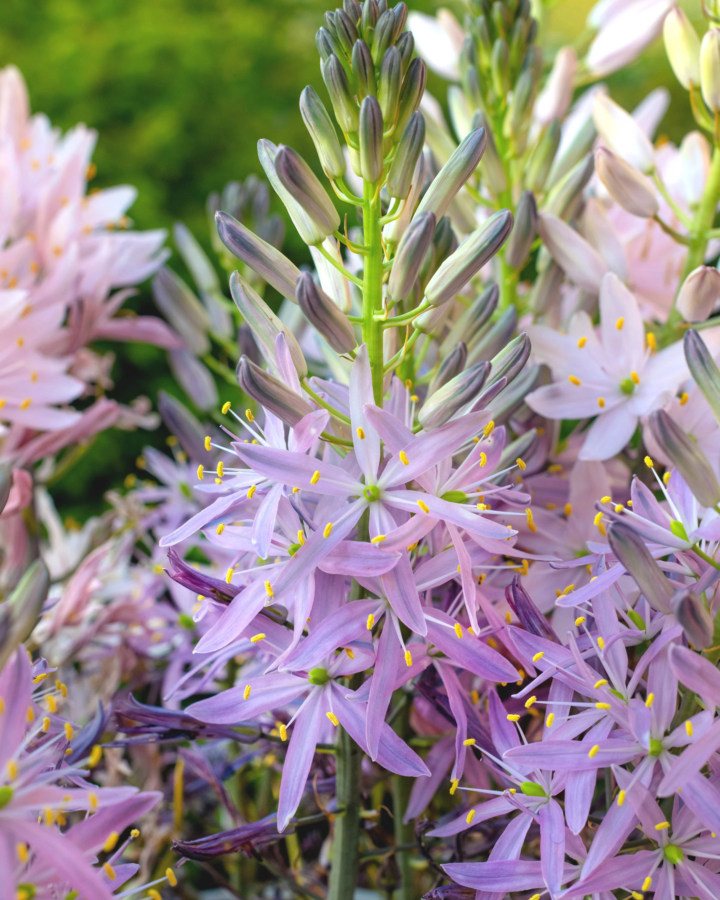 Camassia 'Aurora'
