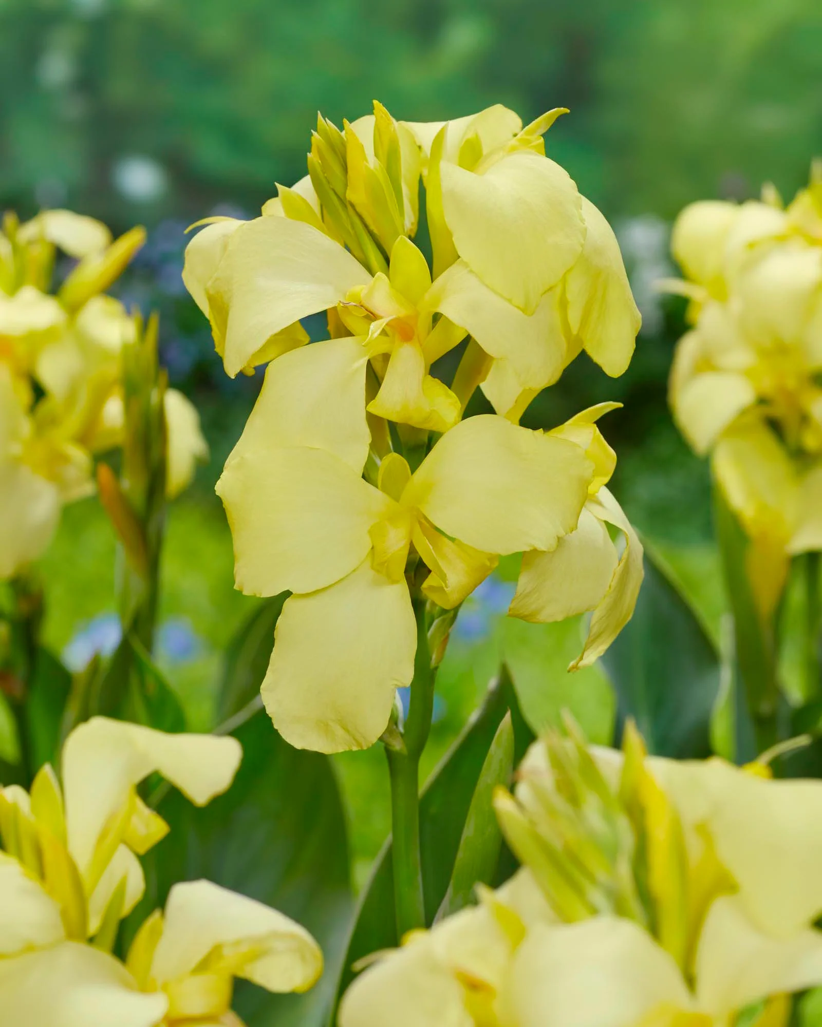 Canna 'Shinning Lemon'