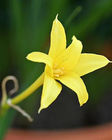 Chlidanthus fragrans - Image 2