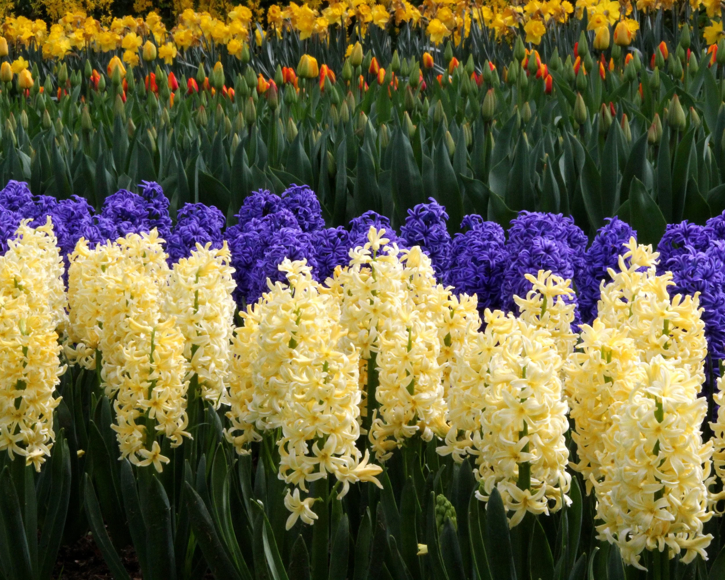 Hyacinth 'City of Haarlem' - Image 2