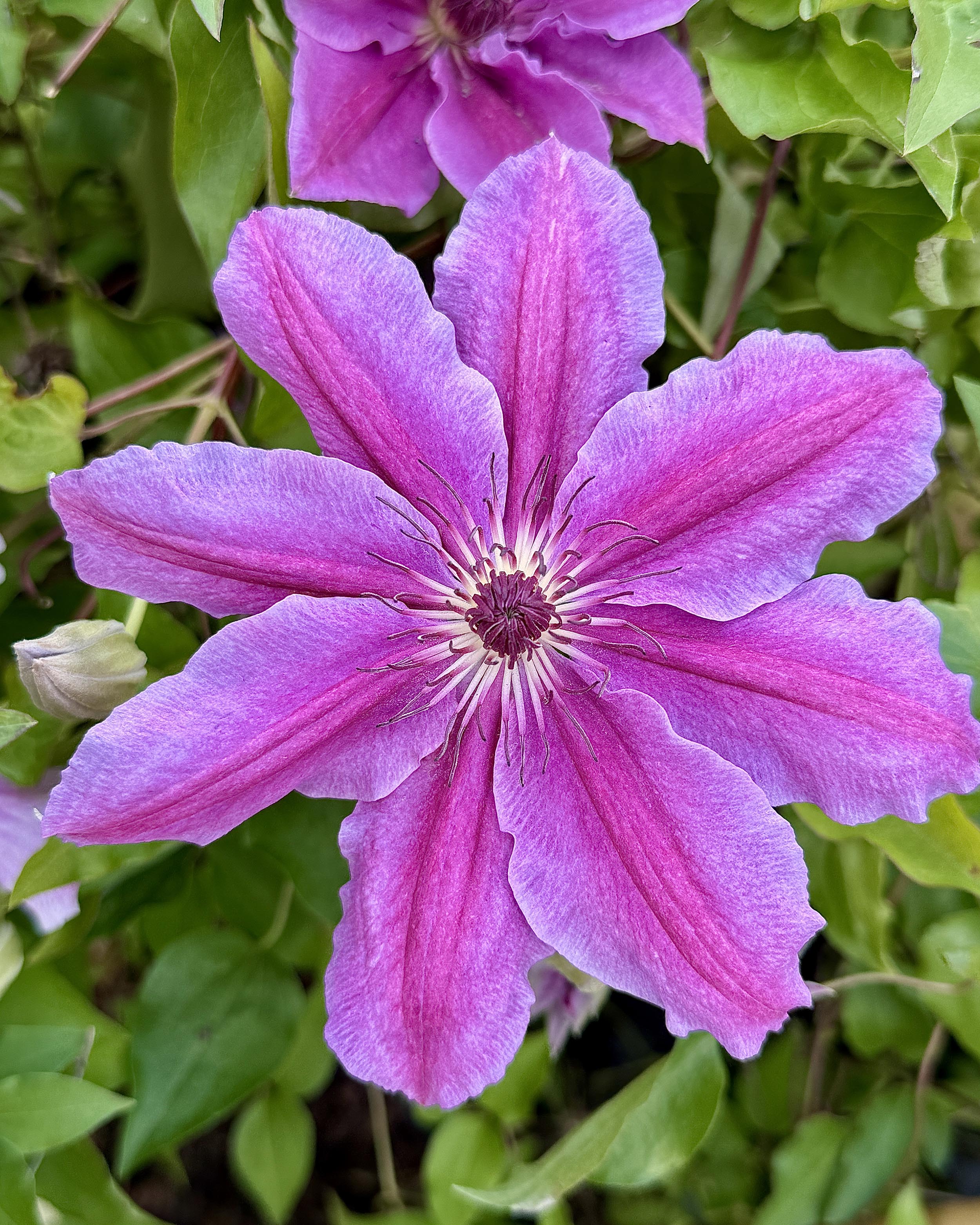Clematis 'Doctor Ruppel'