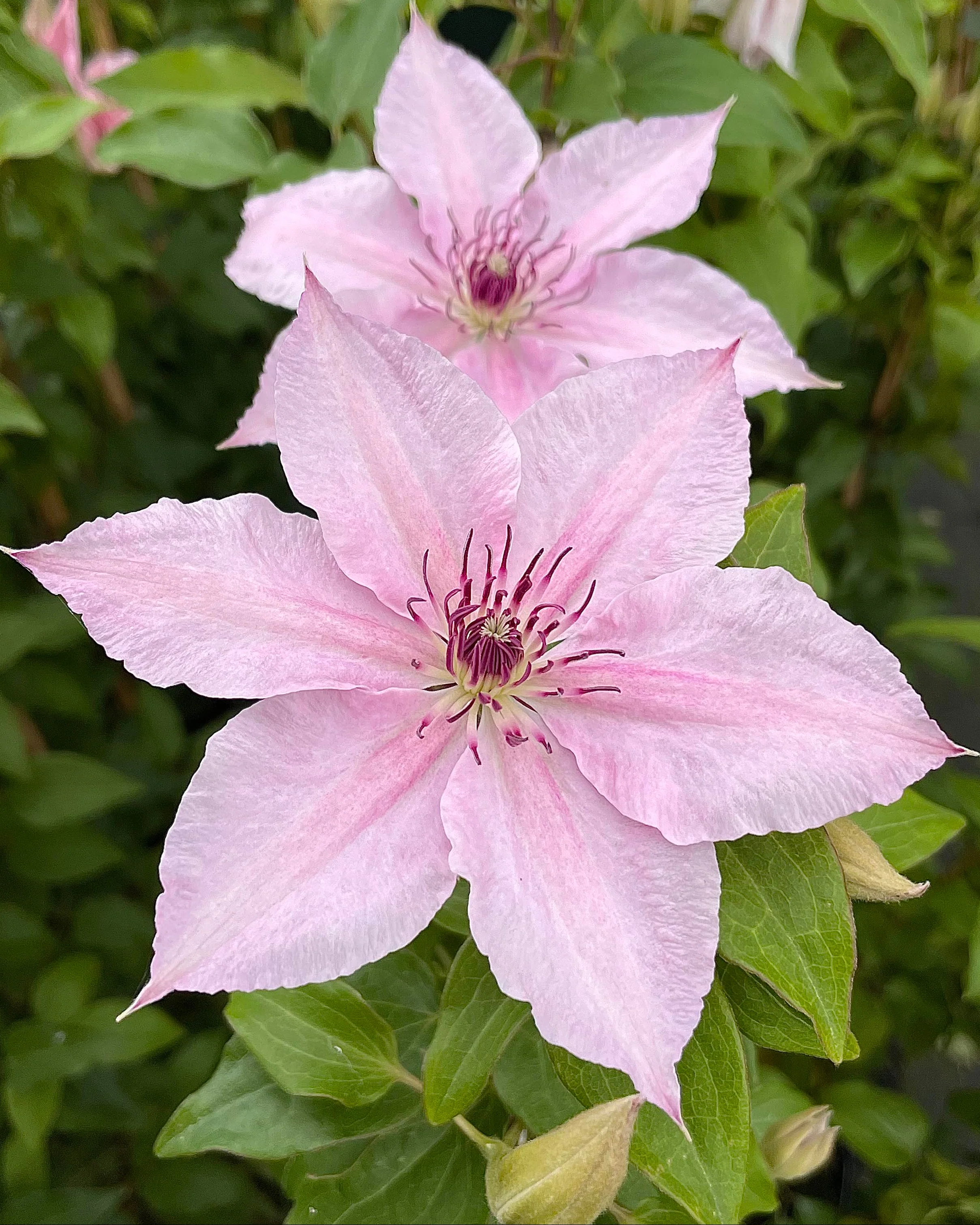 Clematis 'Pink Fantasy'