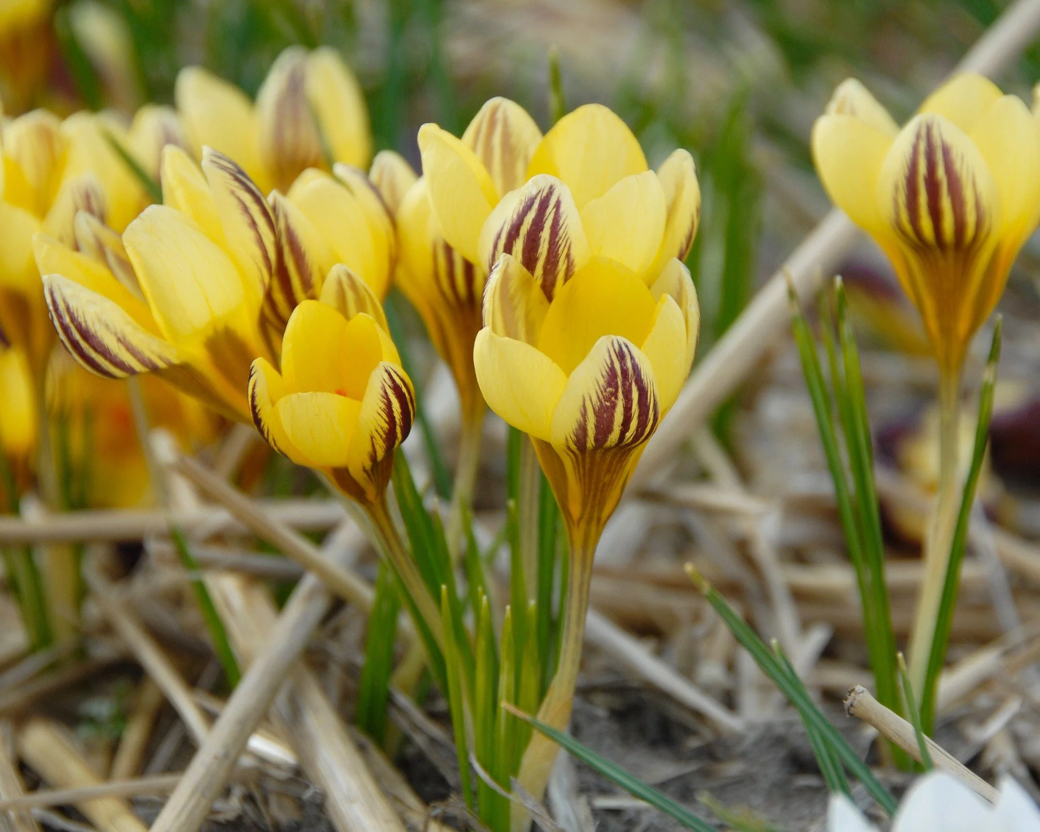 Crocus 'Gipsy Girl' - Image 2