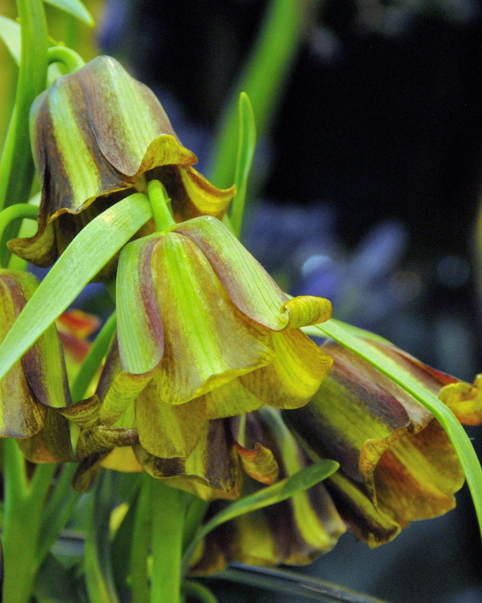 Fritillaria acmopetala - Image 2