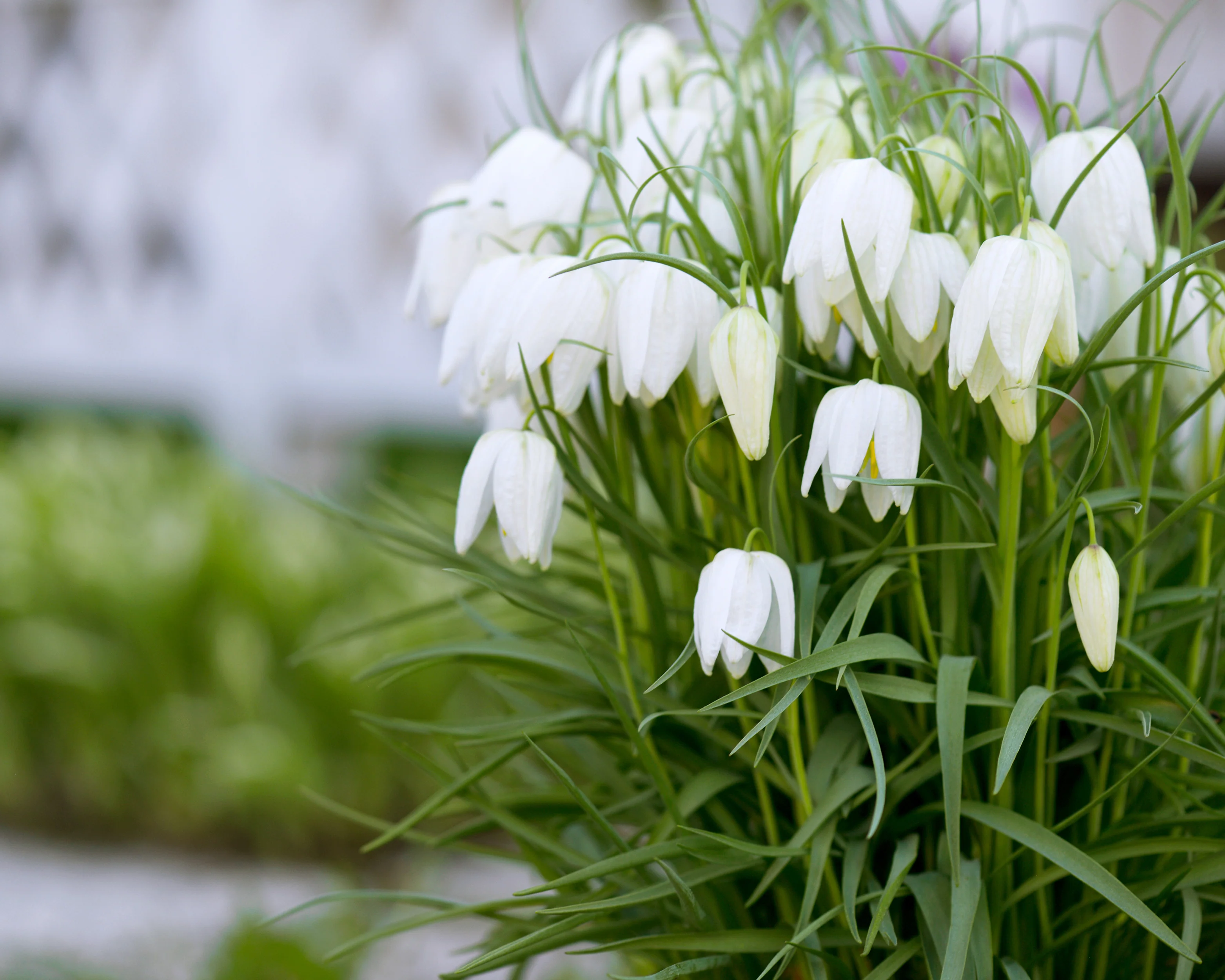 Fritillaria meleagris 'Alba' - Image 2