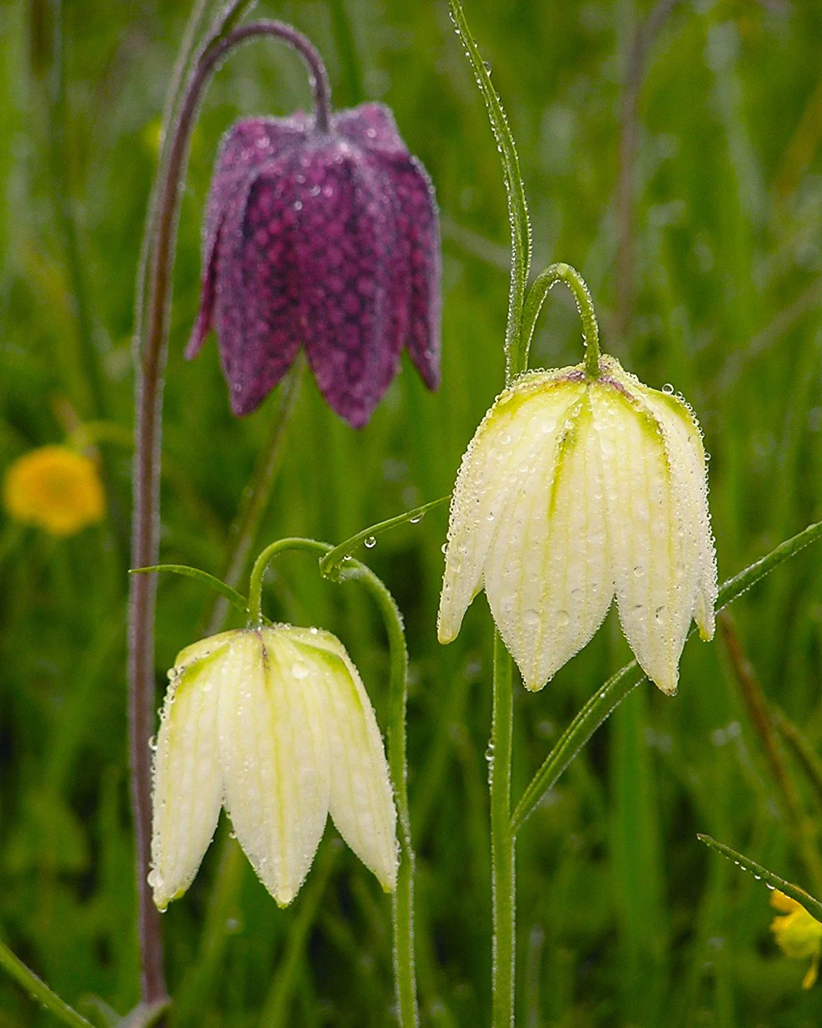 Fritillaria meleagris 'Mix' - Image 2