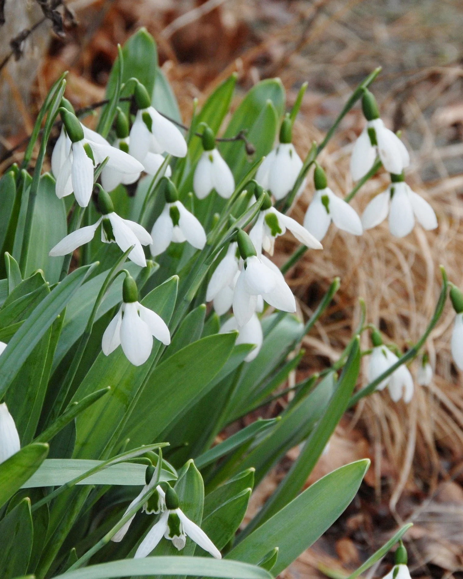 Galanthus elwesii