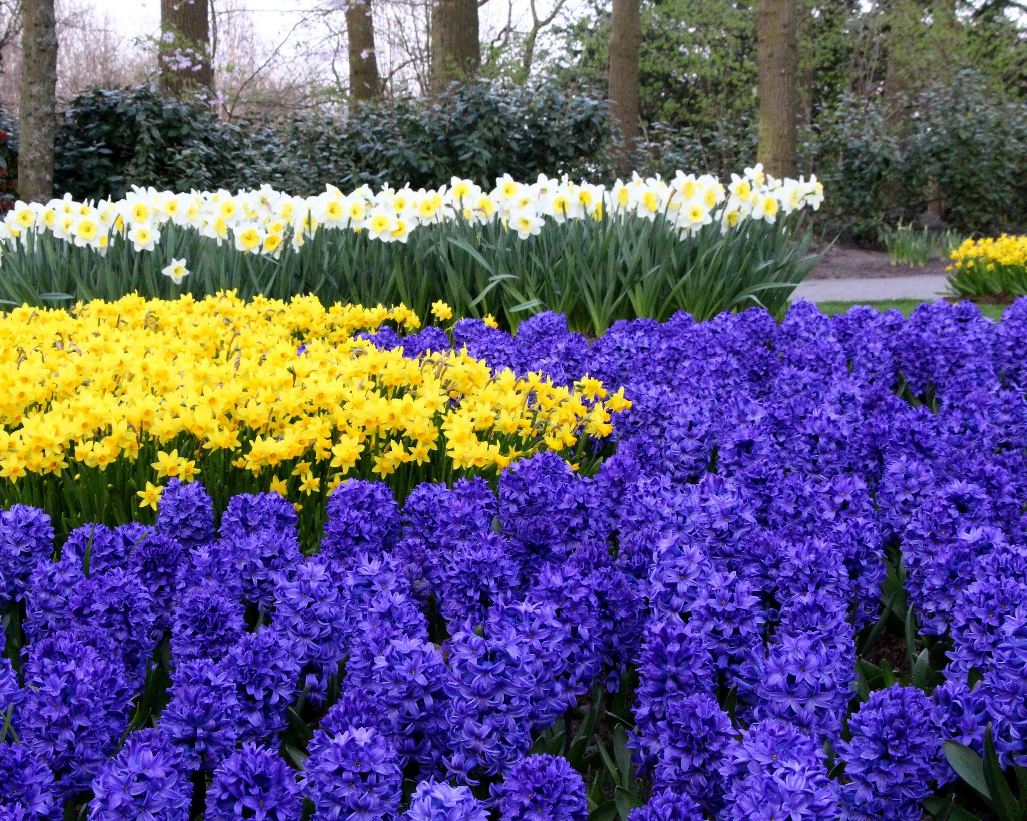 Hyacinth 'Blue Star' - Image 2