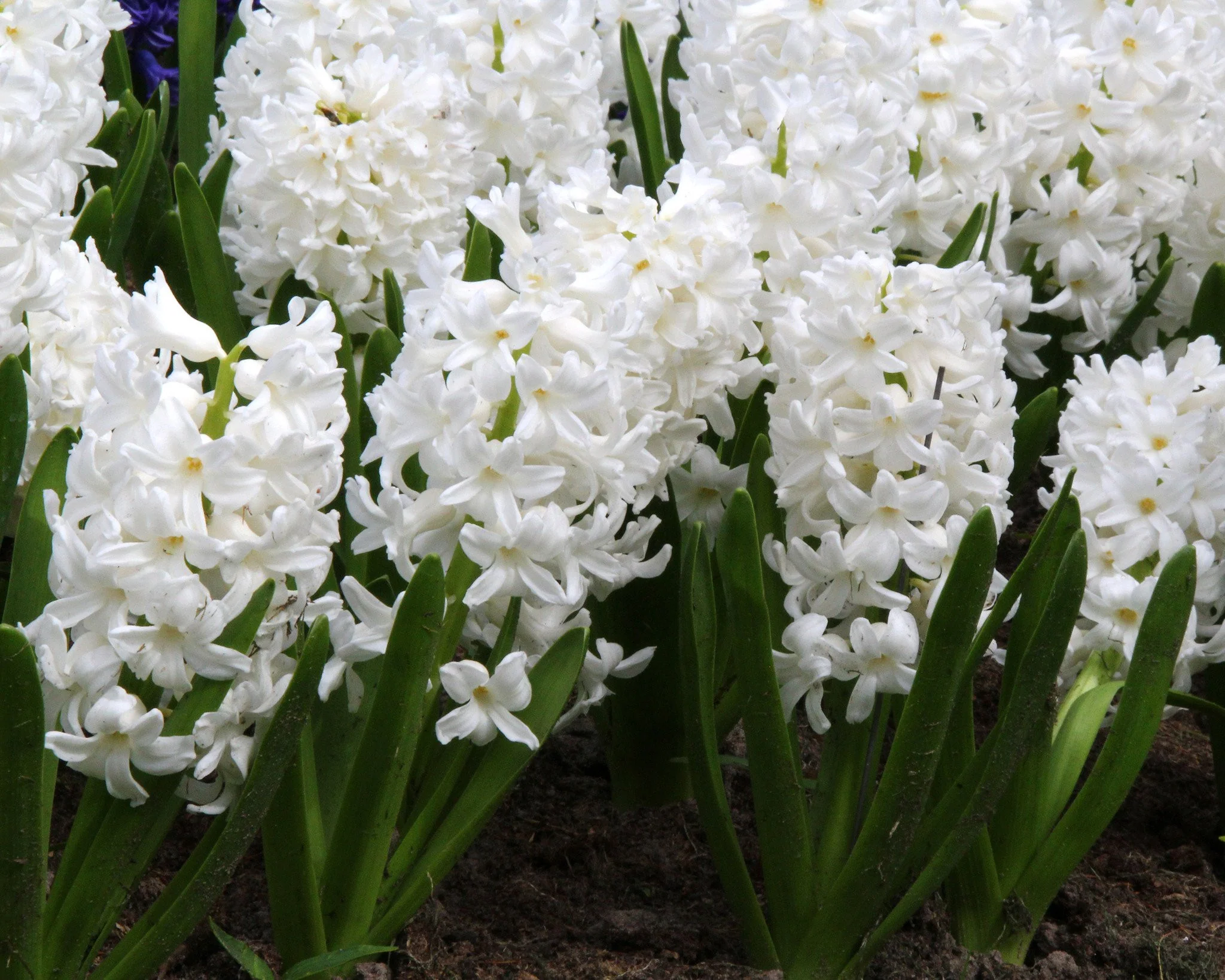 Hyacinth 'Carnegie' - Image 2