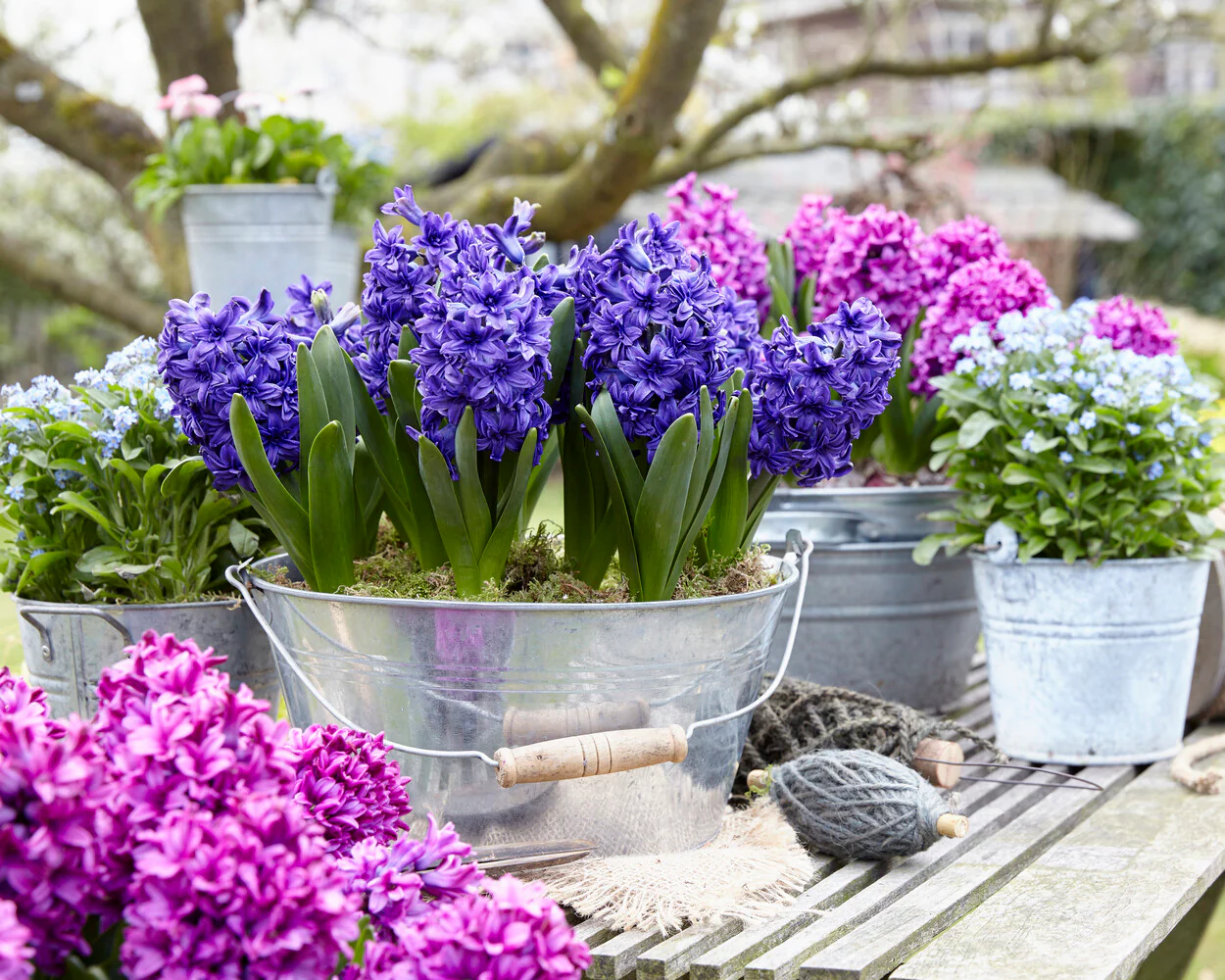 Hyacinth 'Manhattan' - Image 2