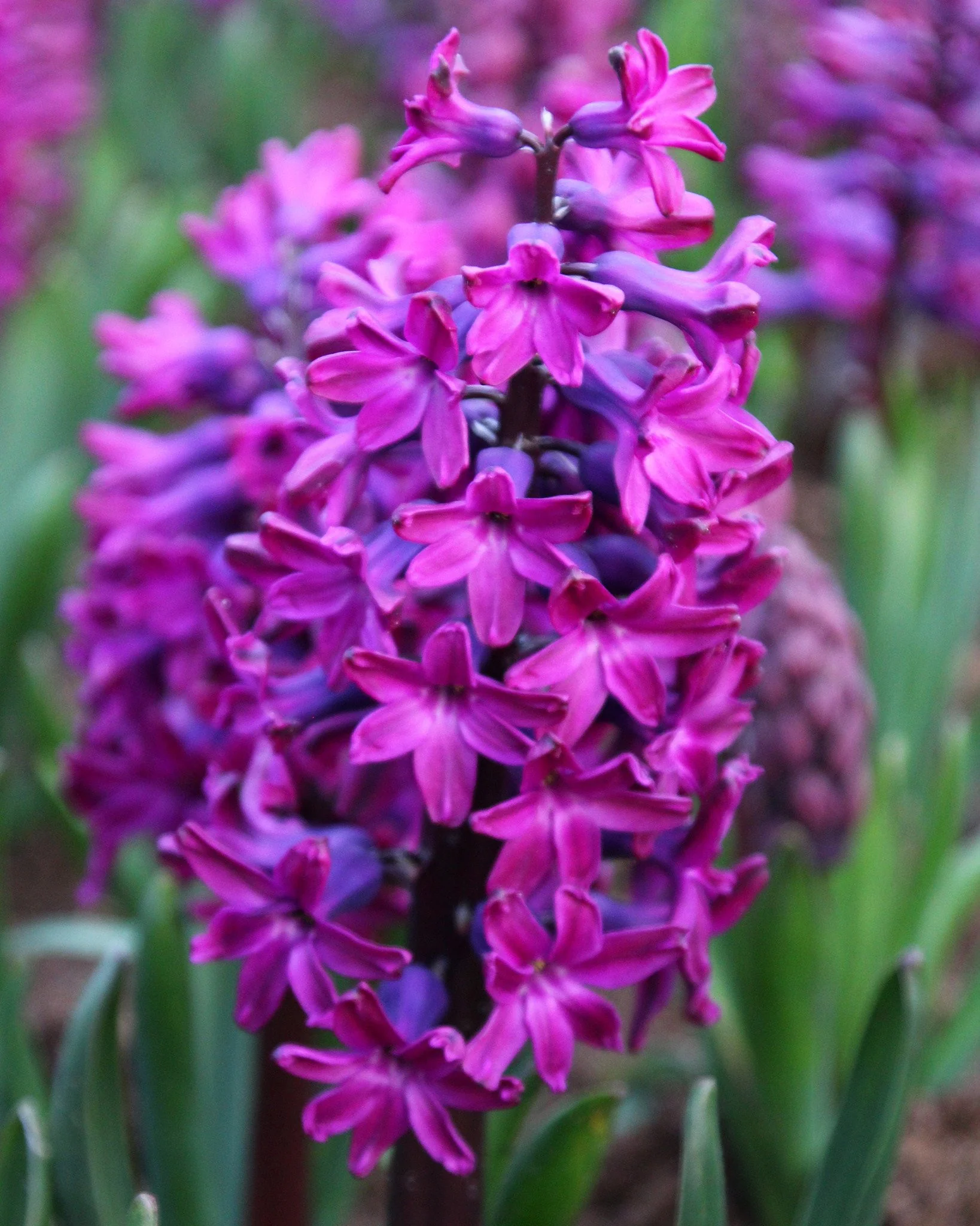 Hyacinth 'Woodstock'