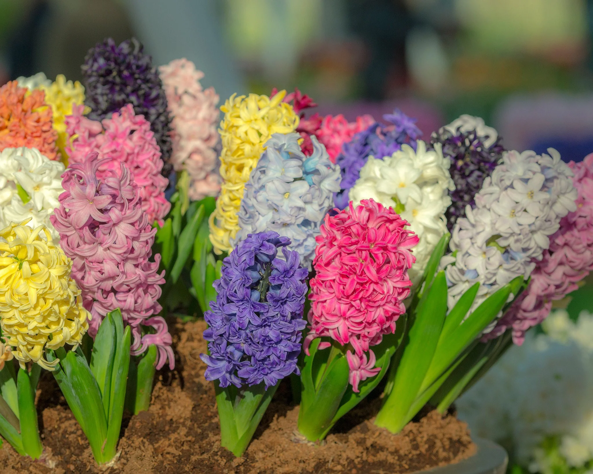 Hyacinth 'Mixed Colours' - Image 2