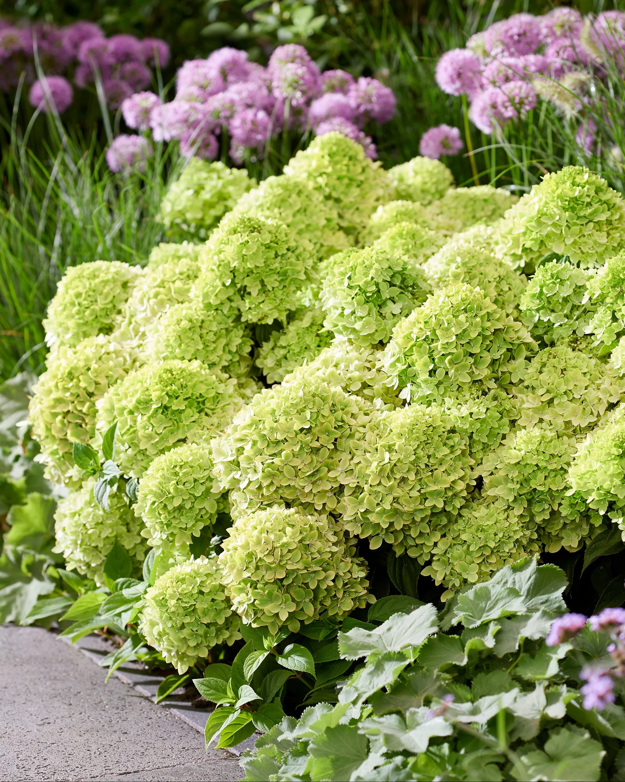 Hydrangea 'Little Apple'