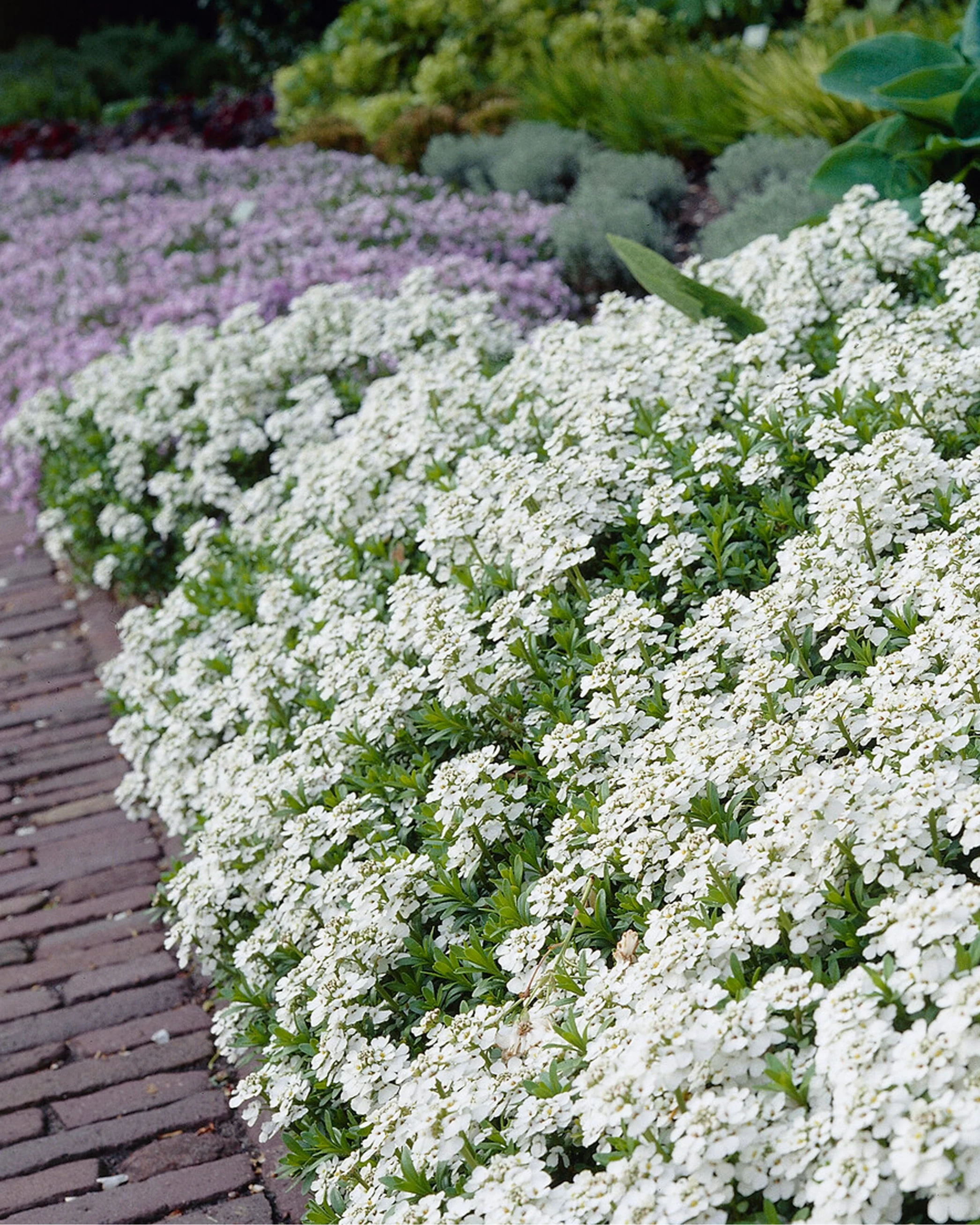Iberis 'Snowflake'