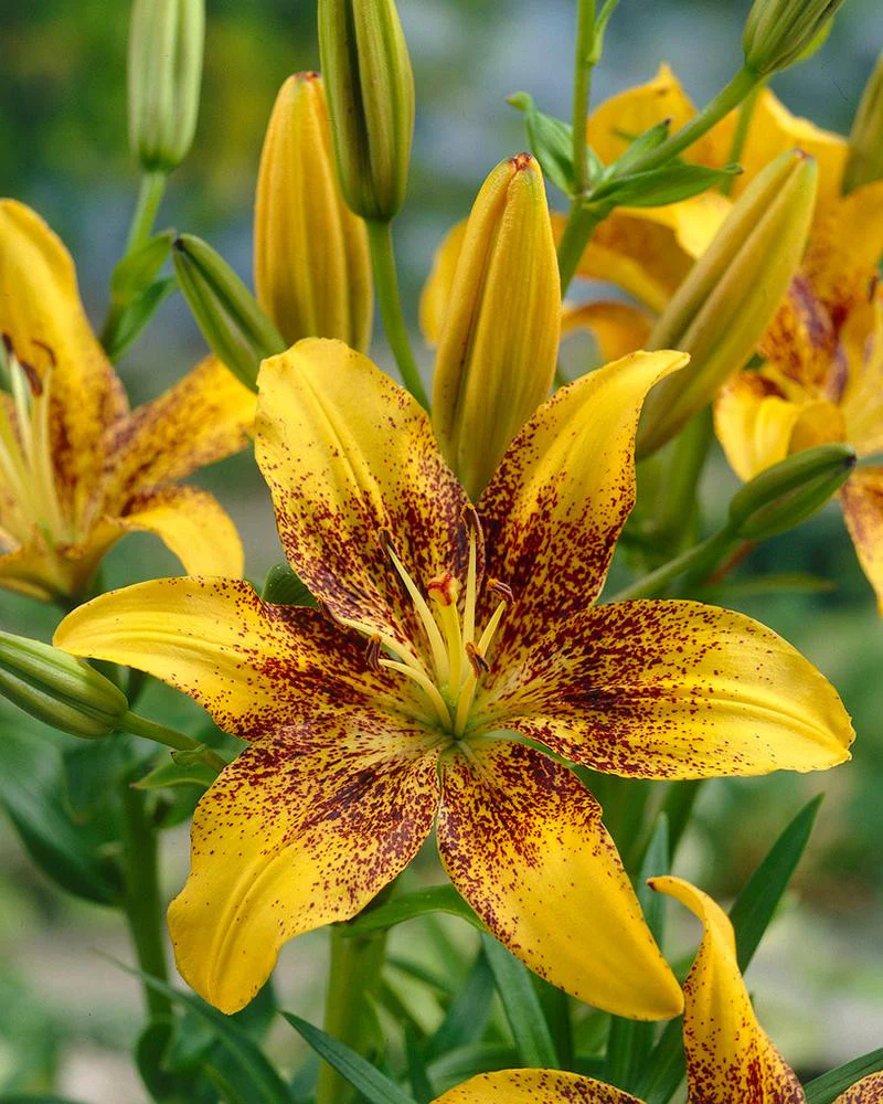 Lily 'Tasmania'