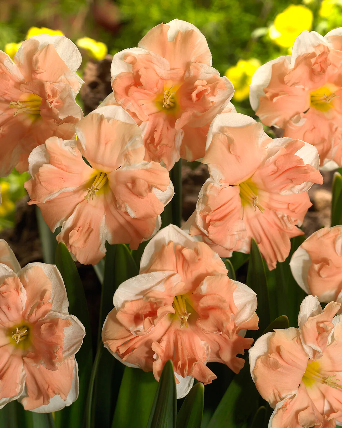 Narcissus 'Apricot Whirl' - Image 6