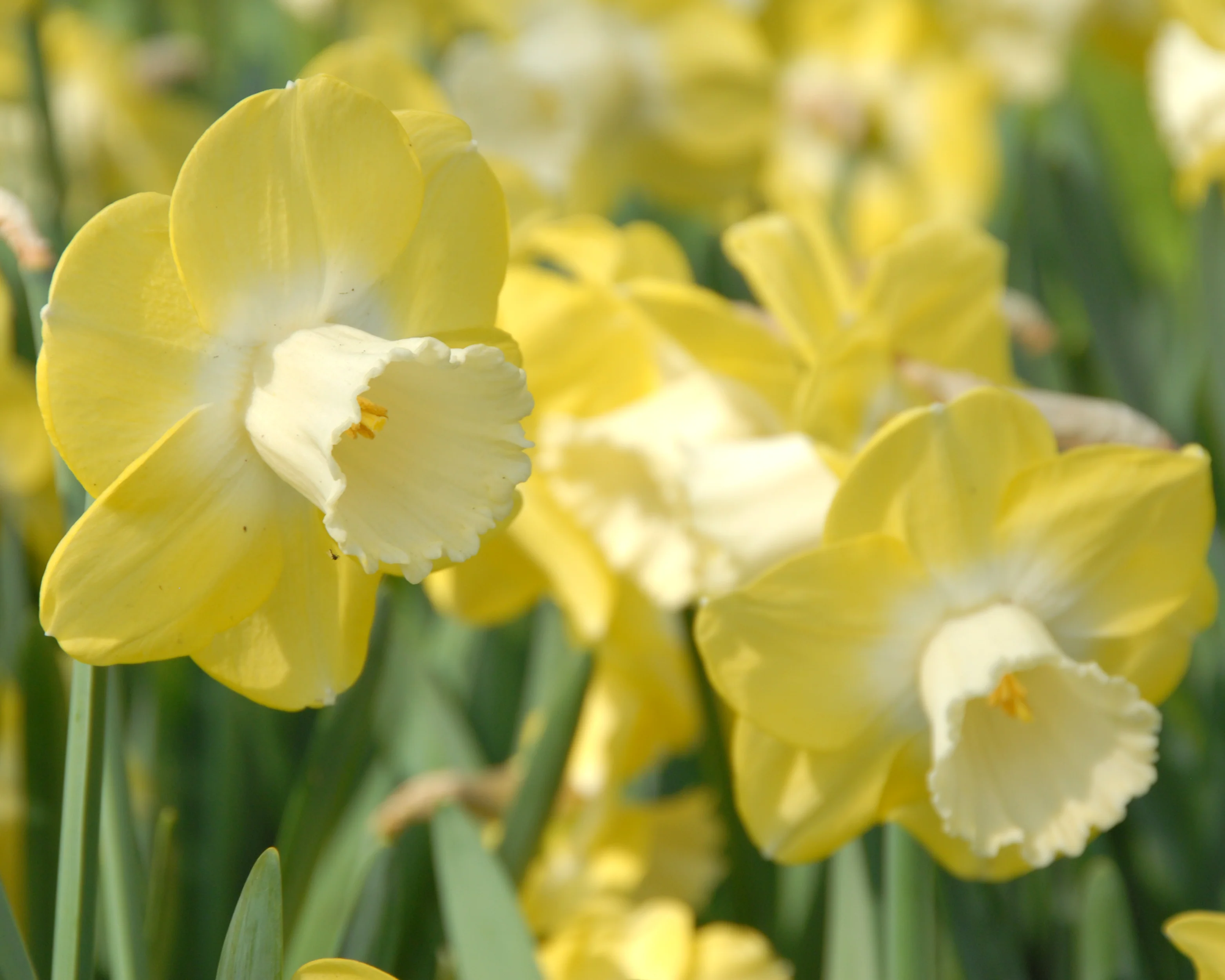 Narcissus 'Avalon' - Image 2