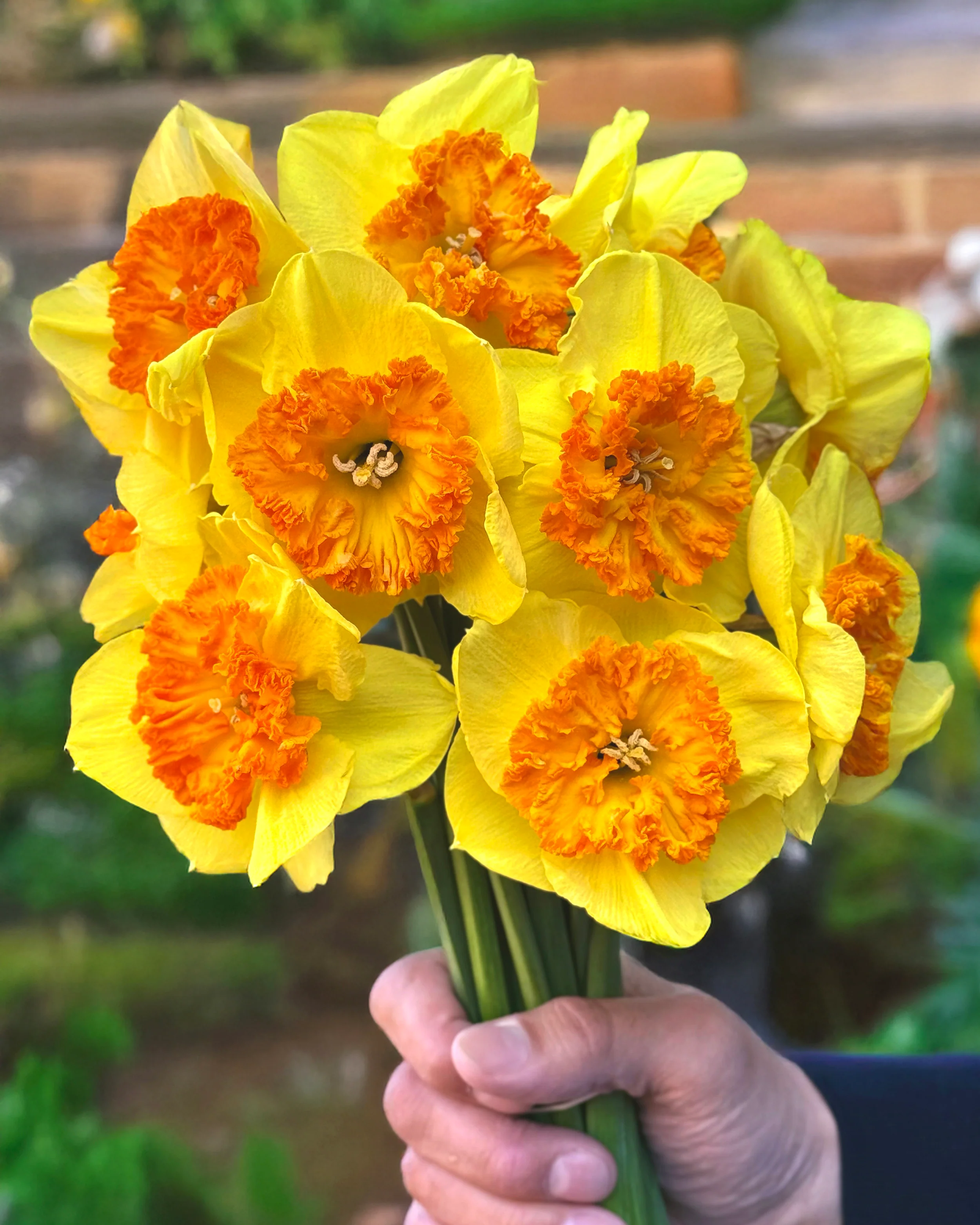 Narcissus 'Berlin'