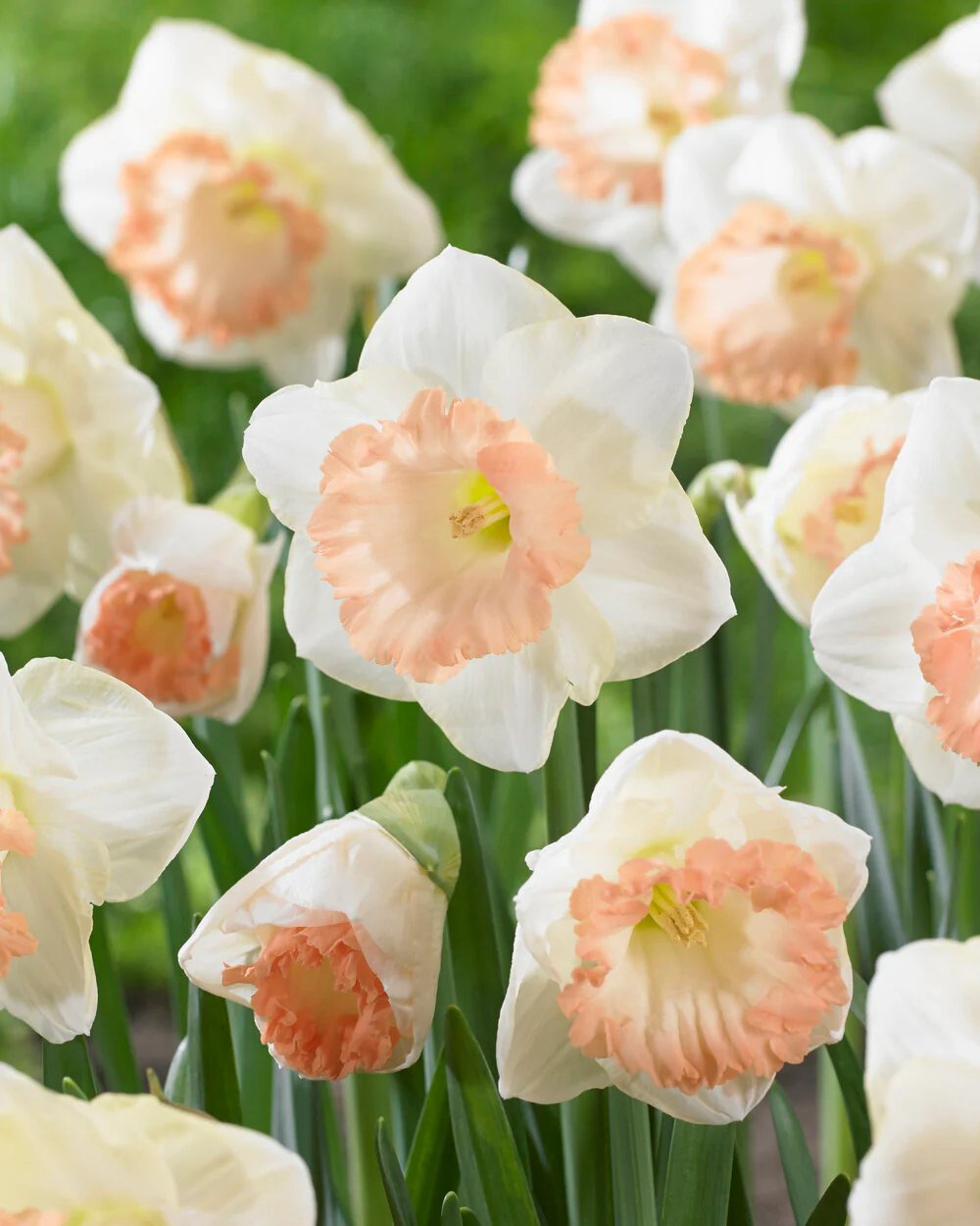 Narcissus 'British Gamble' - Image 2