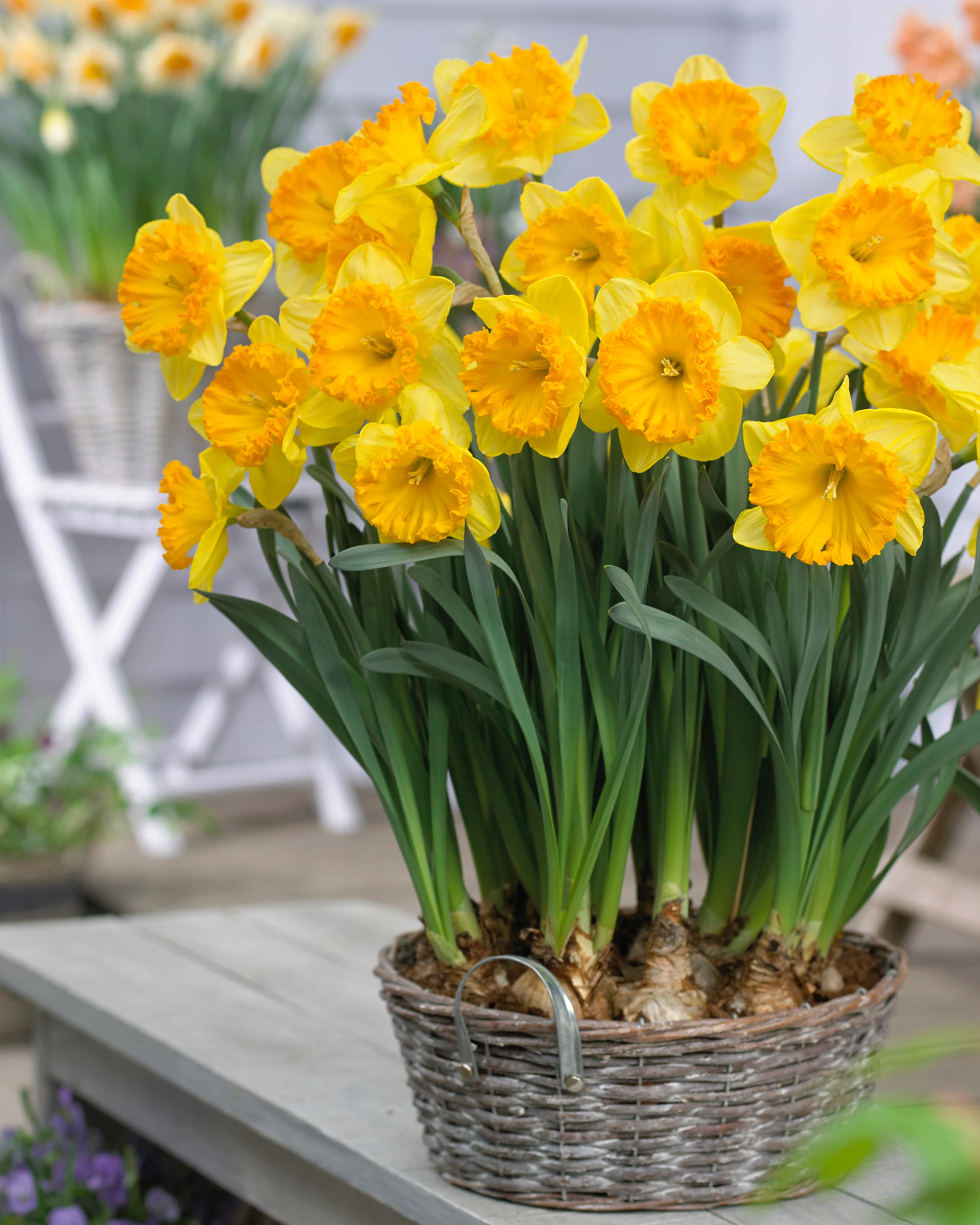 Narcissus 'Ferris Wheel' - Image 4