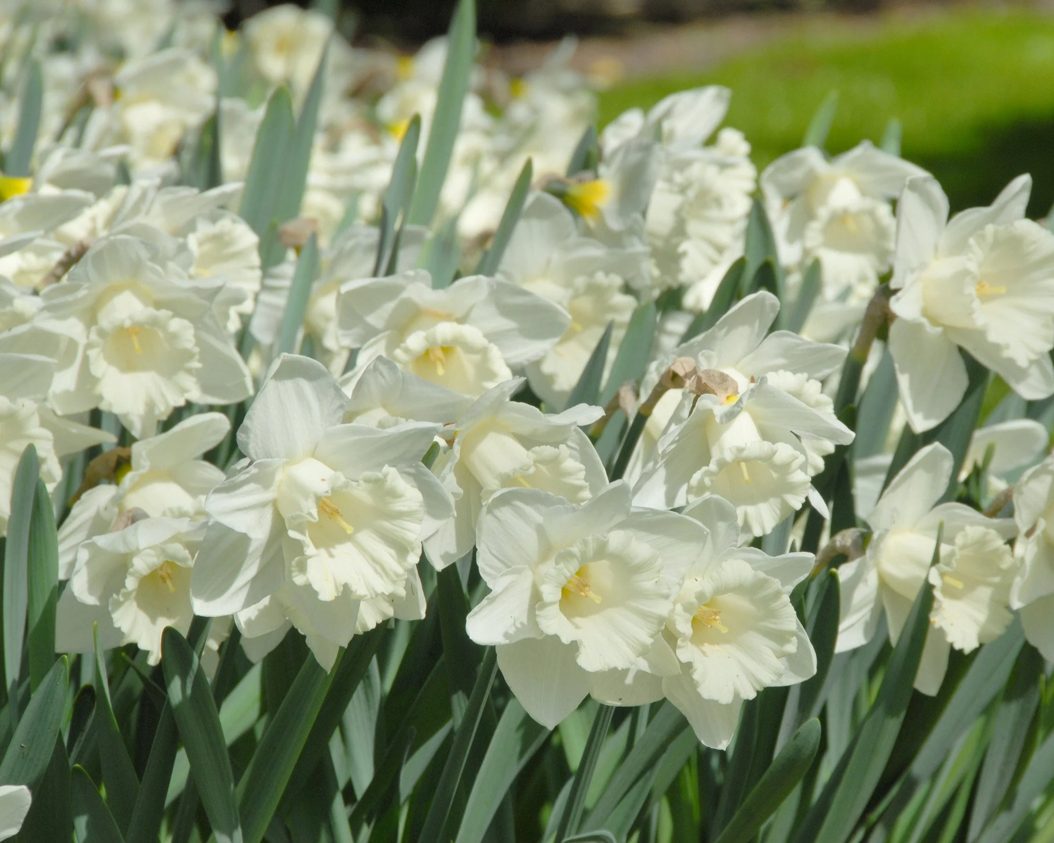 Narcissus 'Mount Hood' - Image 9