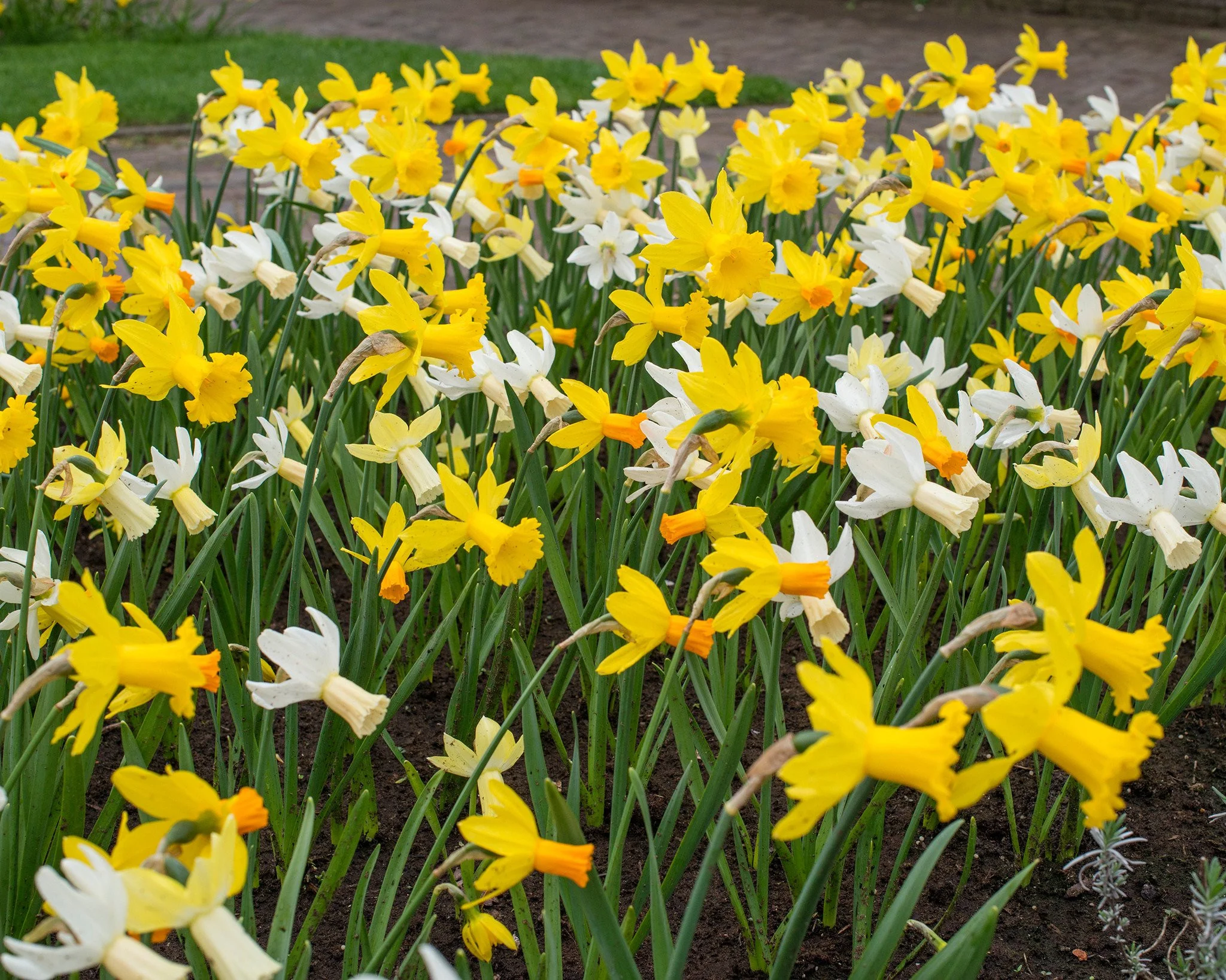 Narcissus 'Rockgarden Mix' - Image 2