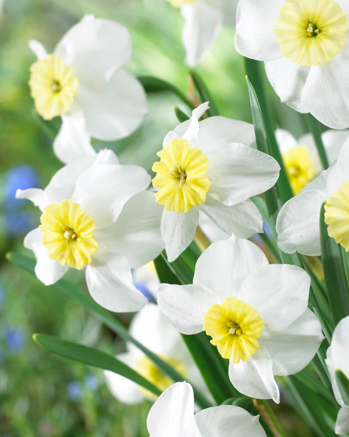 Narcissus 'Segovia'