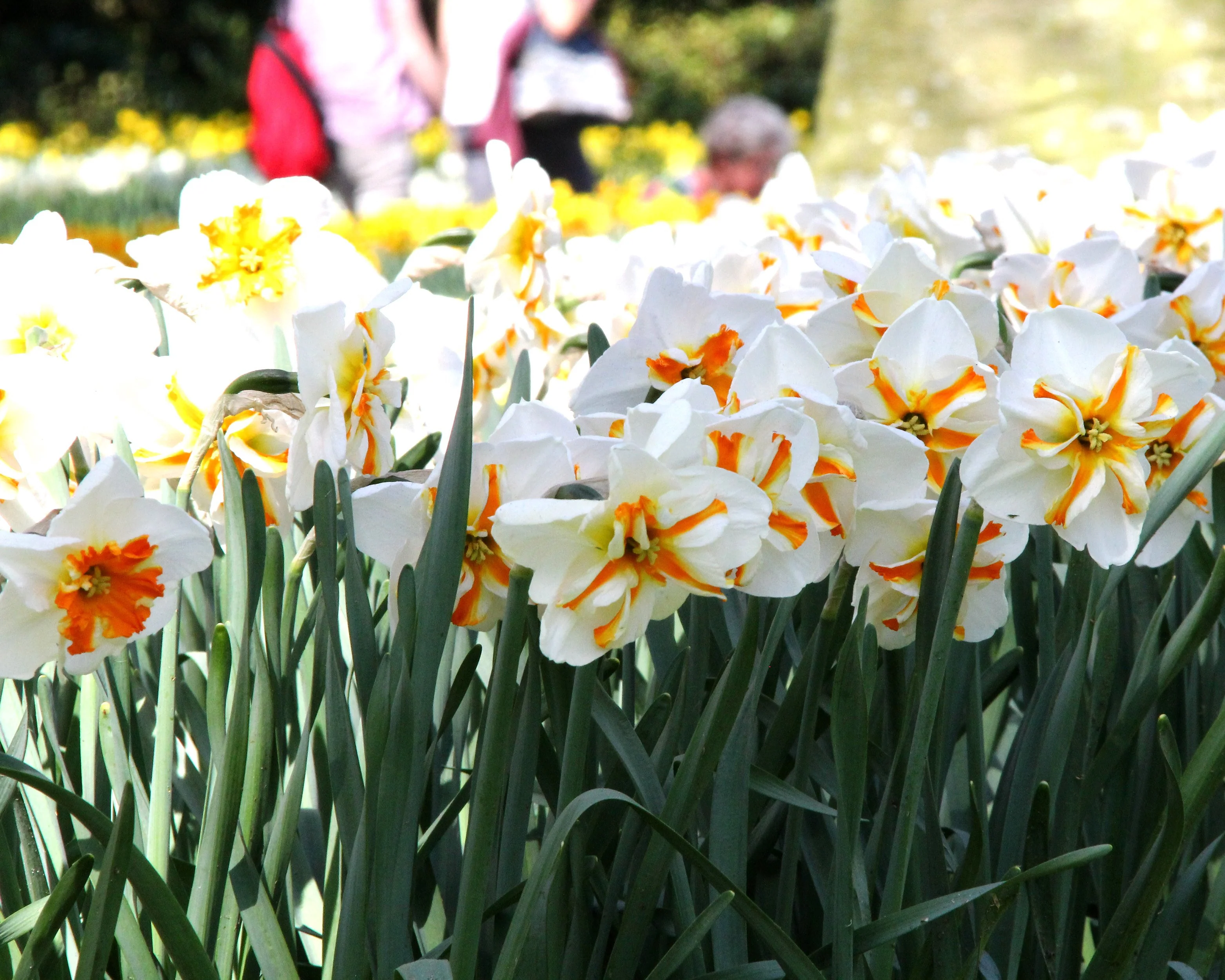 Narcissus 'Trepolo' - Image 2