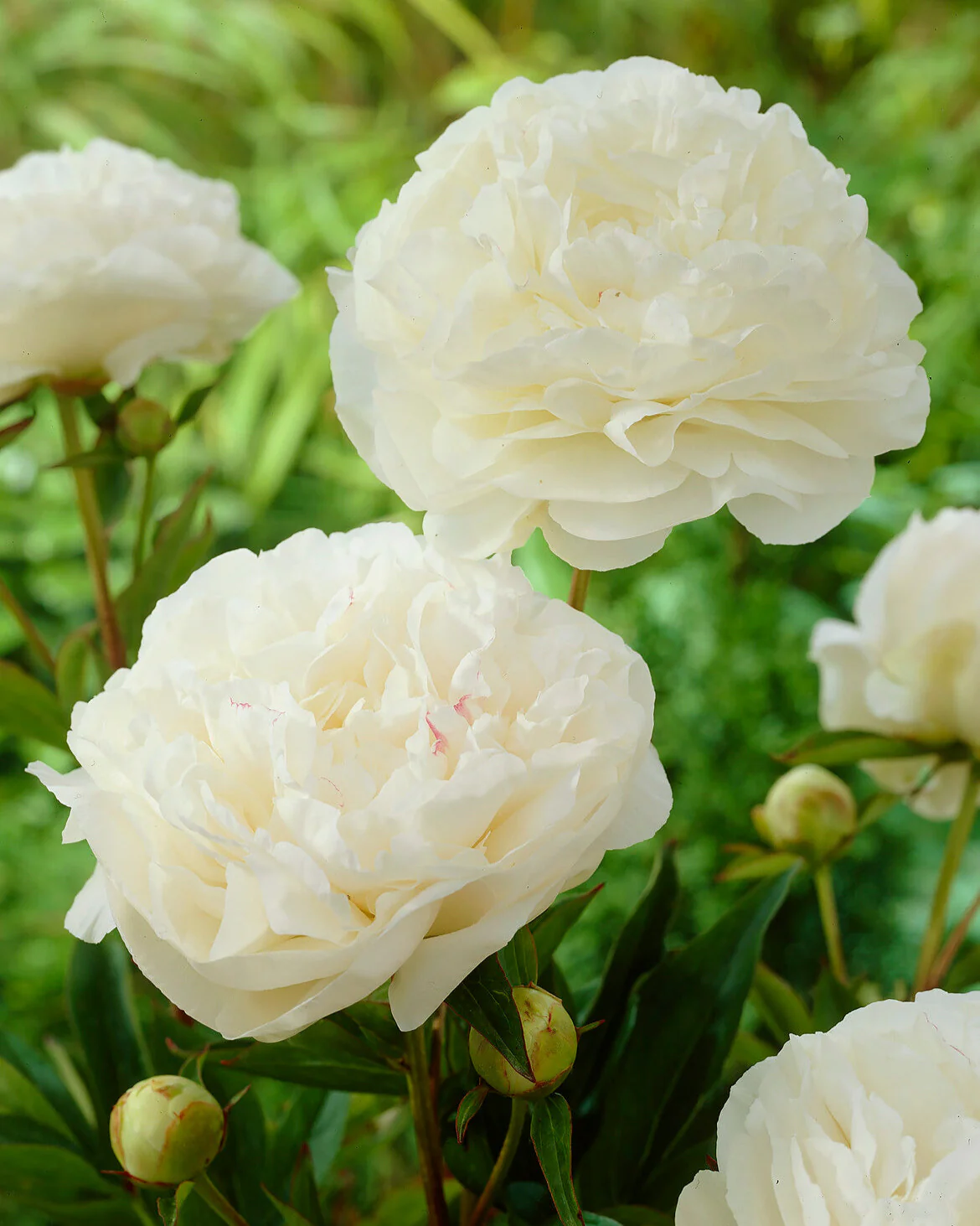 Paeonia 'Mother's Choice'