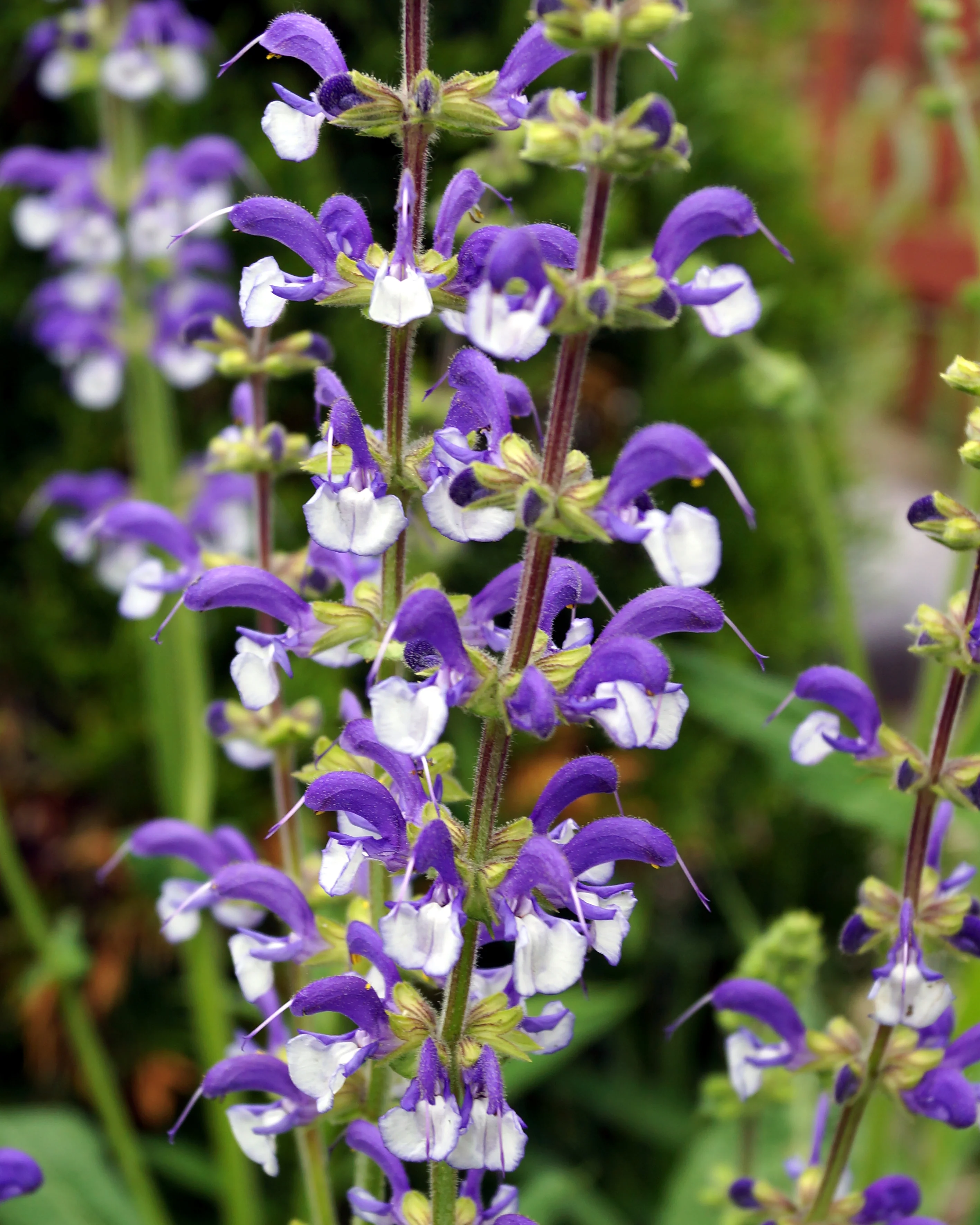 Salvia 'Madeline'