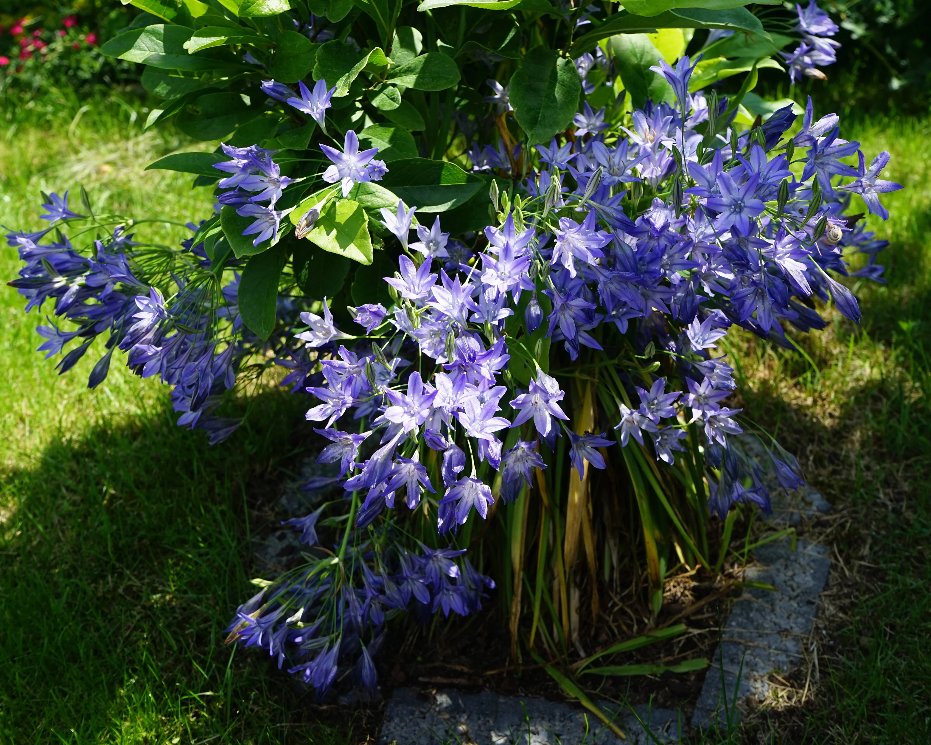 Triteleia laxa 'Corrina' - Image 2