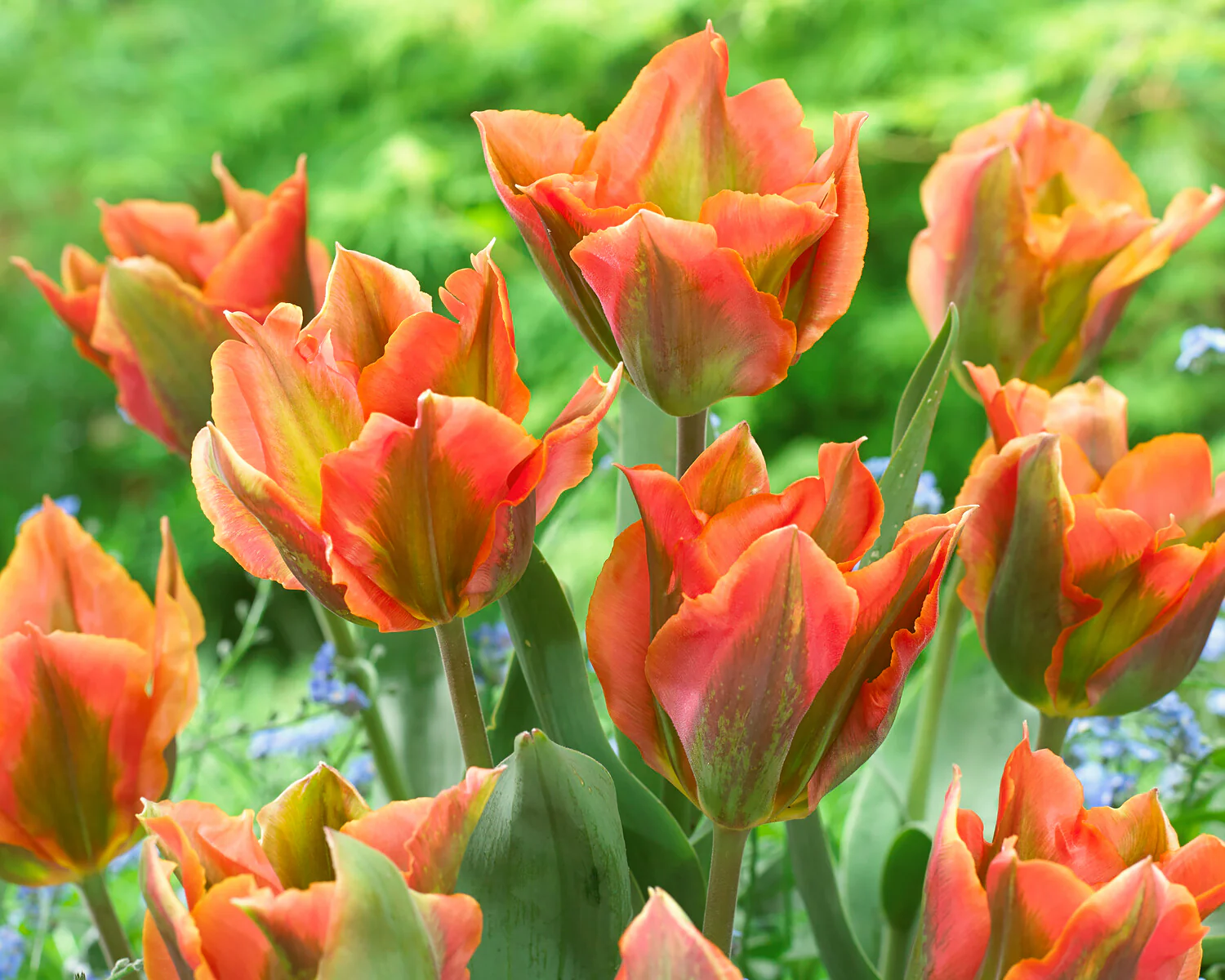 Tulip 'Artist' - Image 2