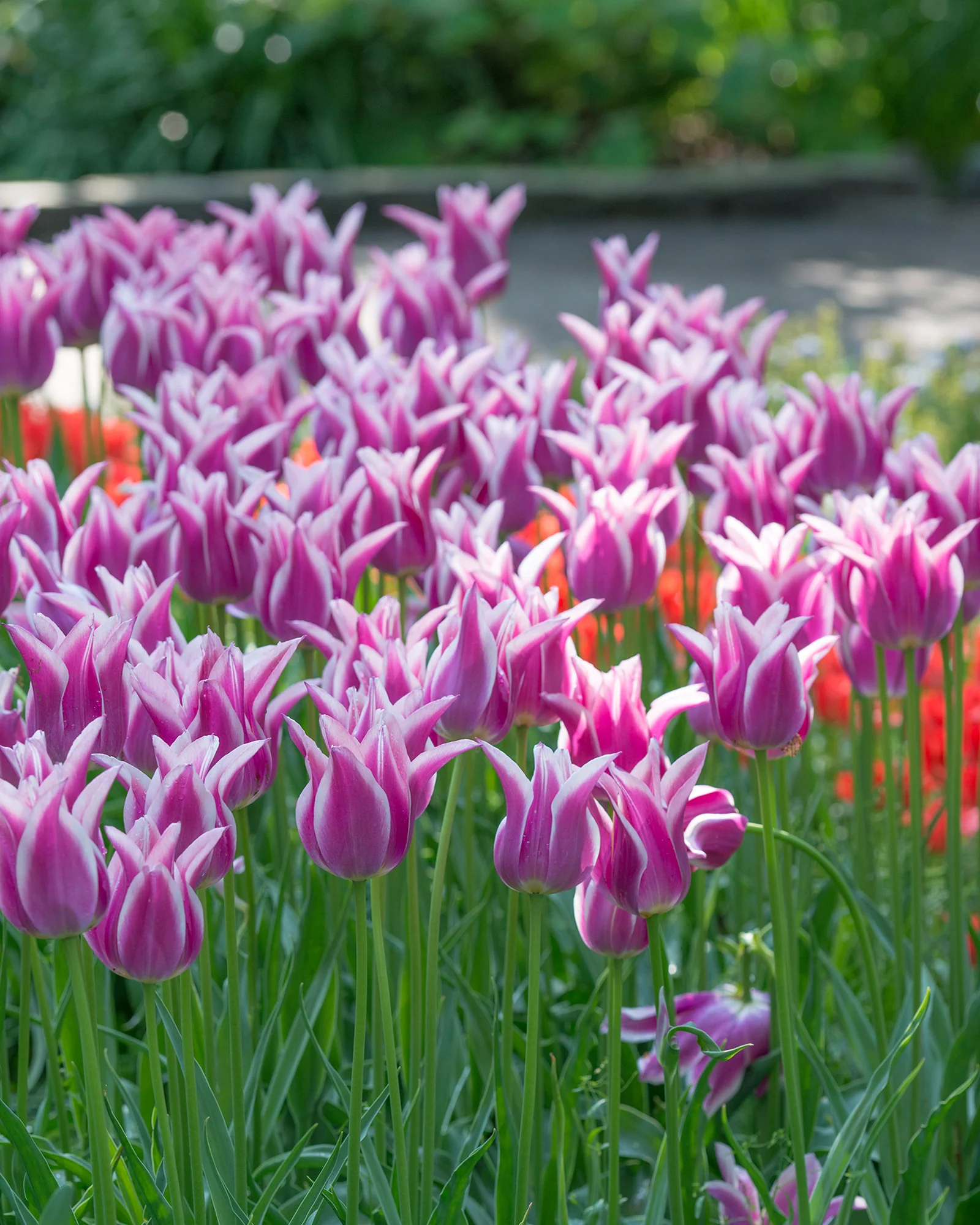 Tulip 'Ballade'