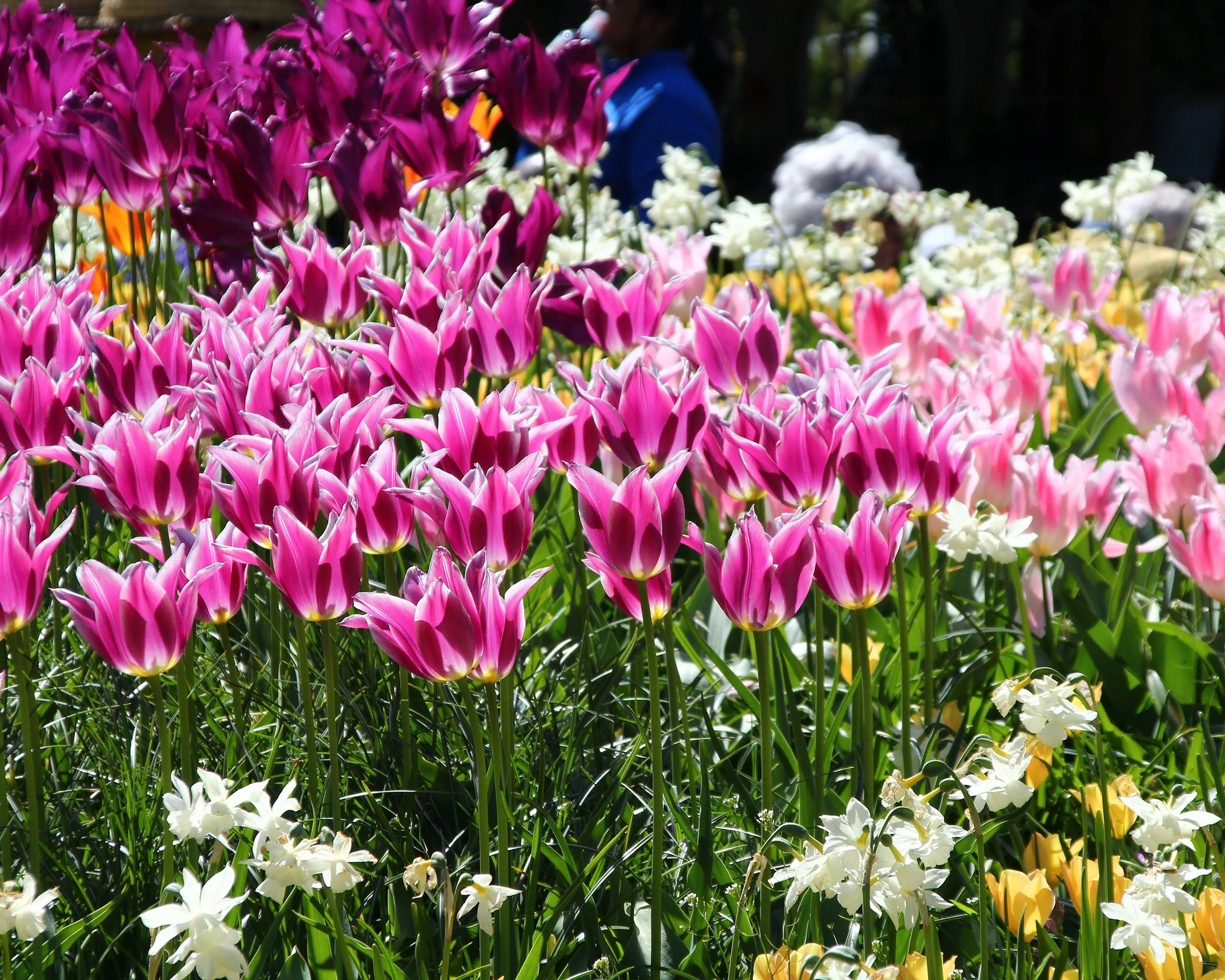 Tulip 'Ballade' - Image 2
