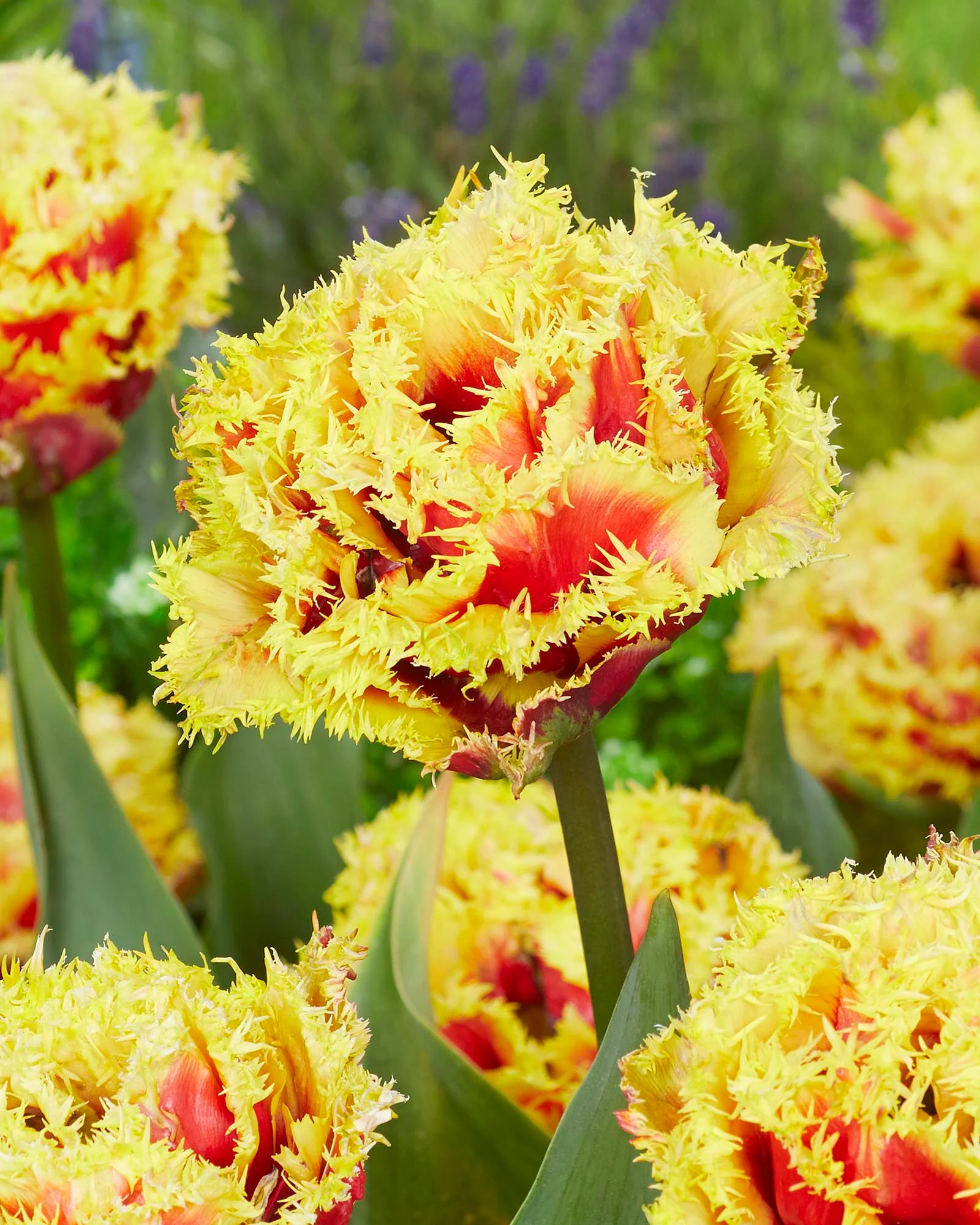 Tulip 'Baroque Fire'
