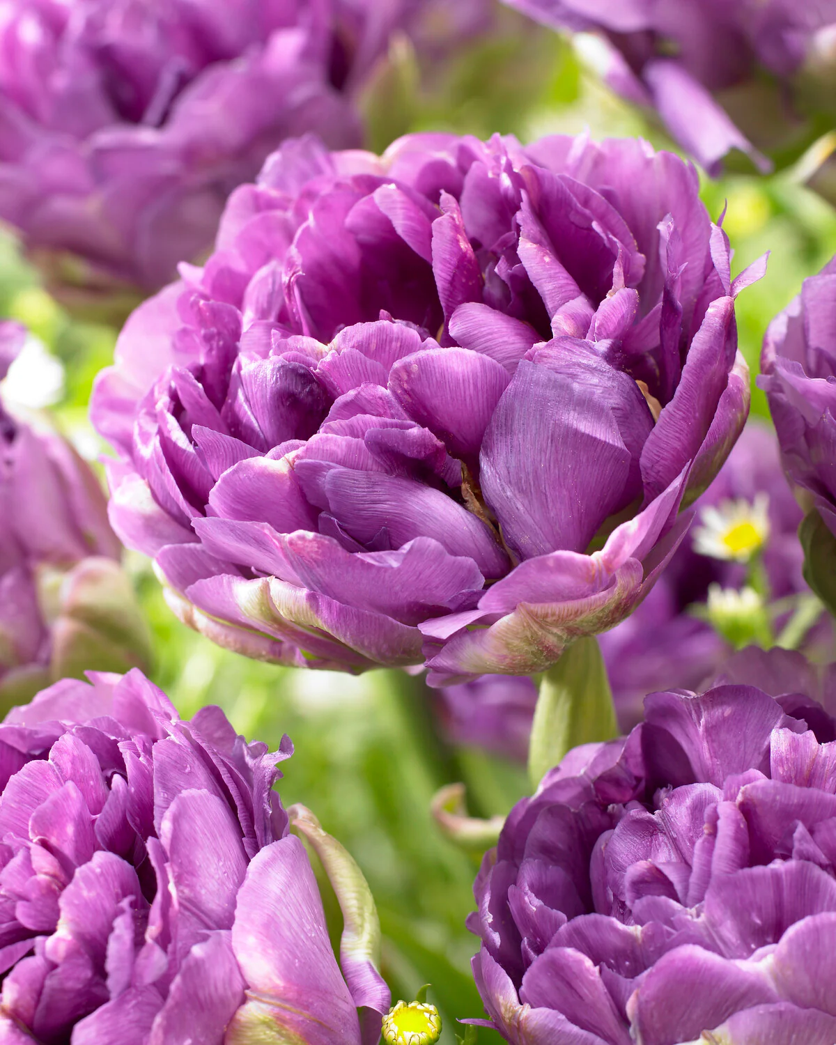 Tulip 'Blue Wow'