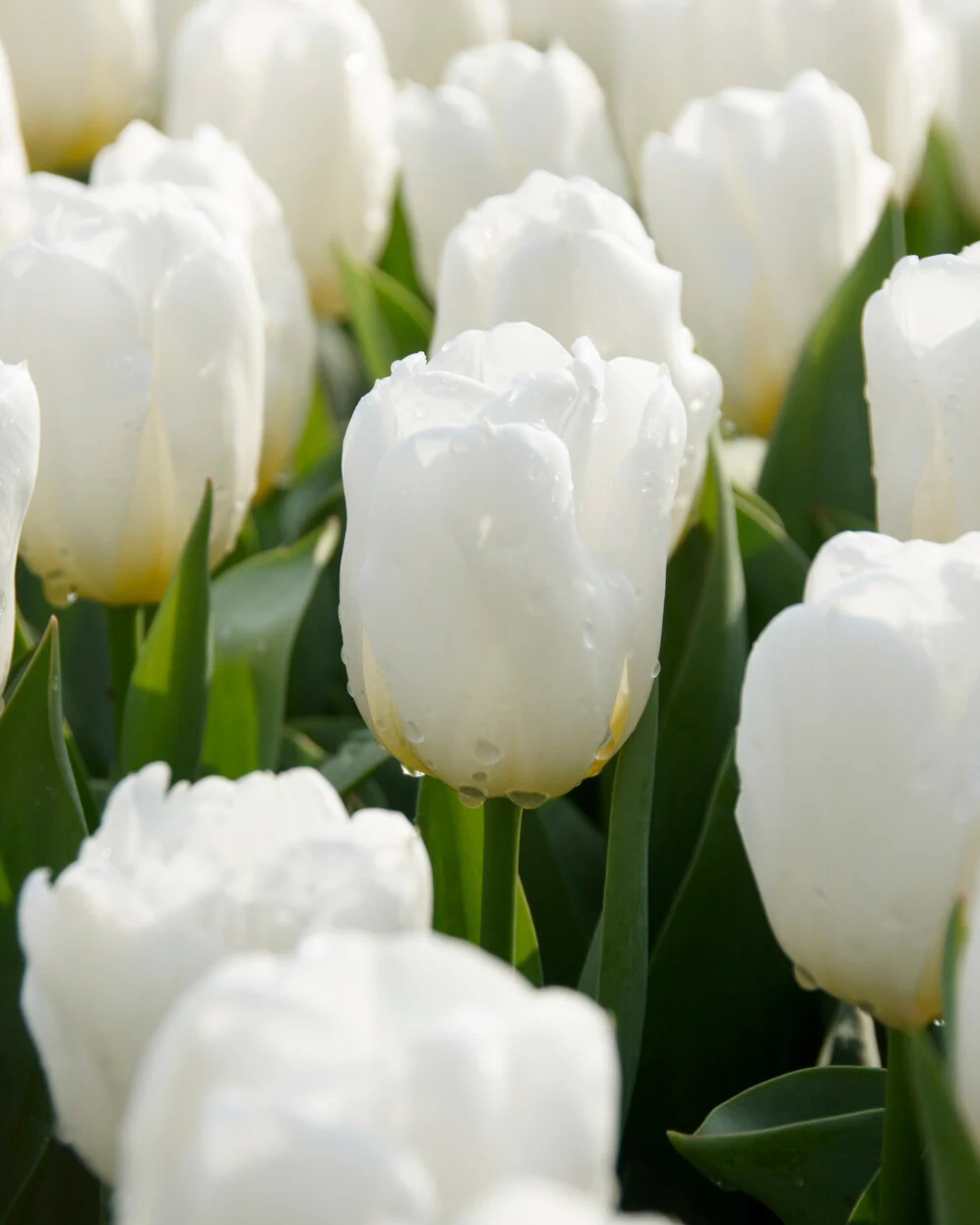 Tulip 'Calgary'