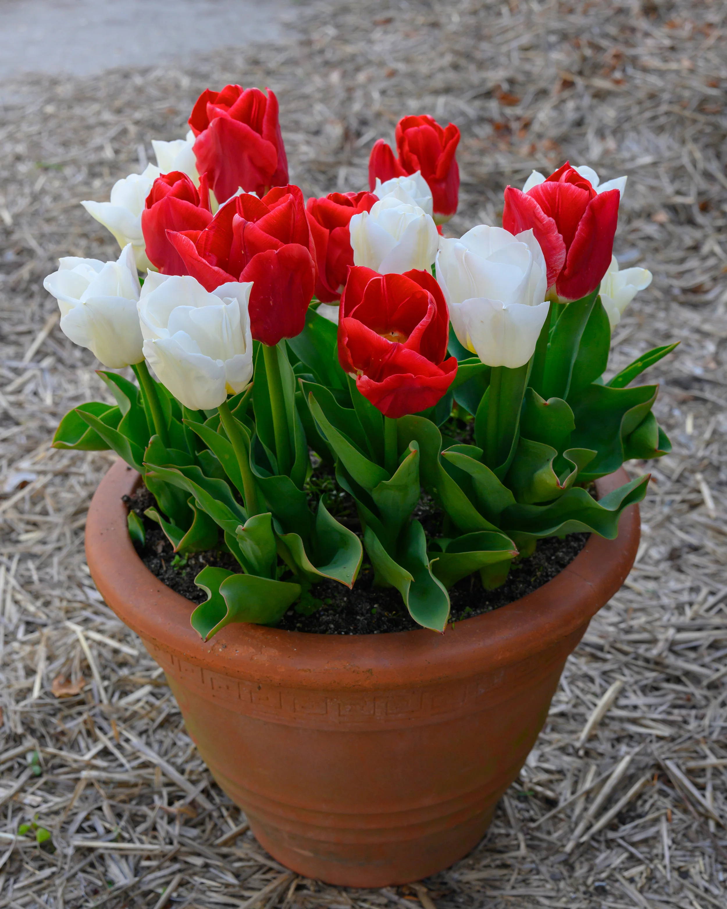 Tulip 'Calgary Red' - Image 3