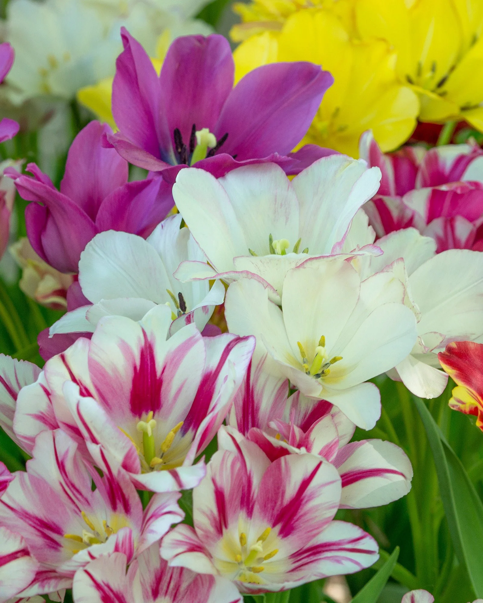 Tulip collection 'Club Mix'