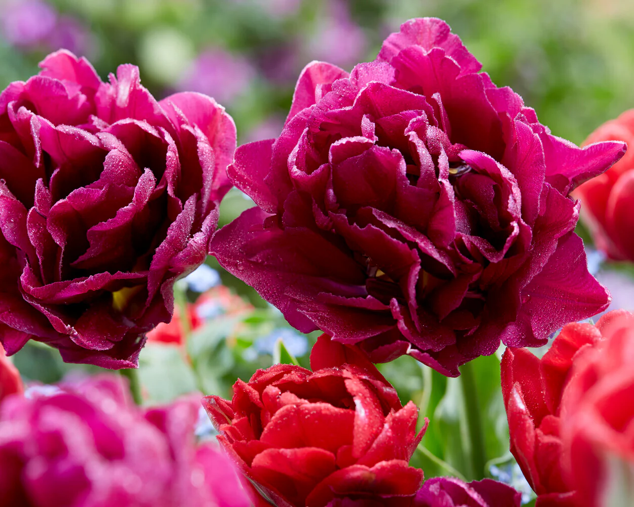Tulip collection 'Very Velvet' - Image 2