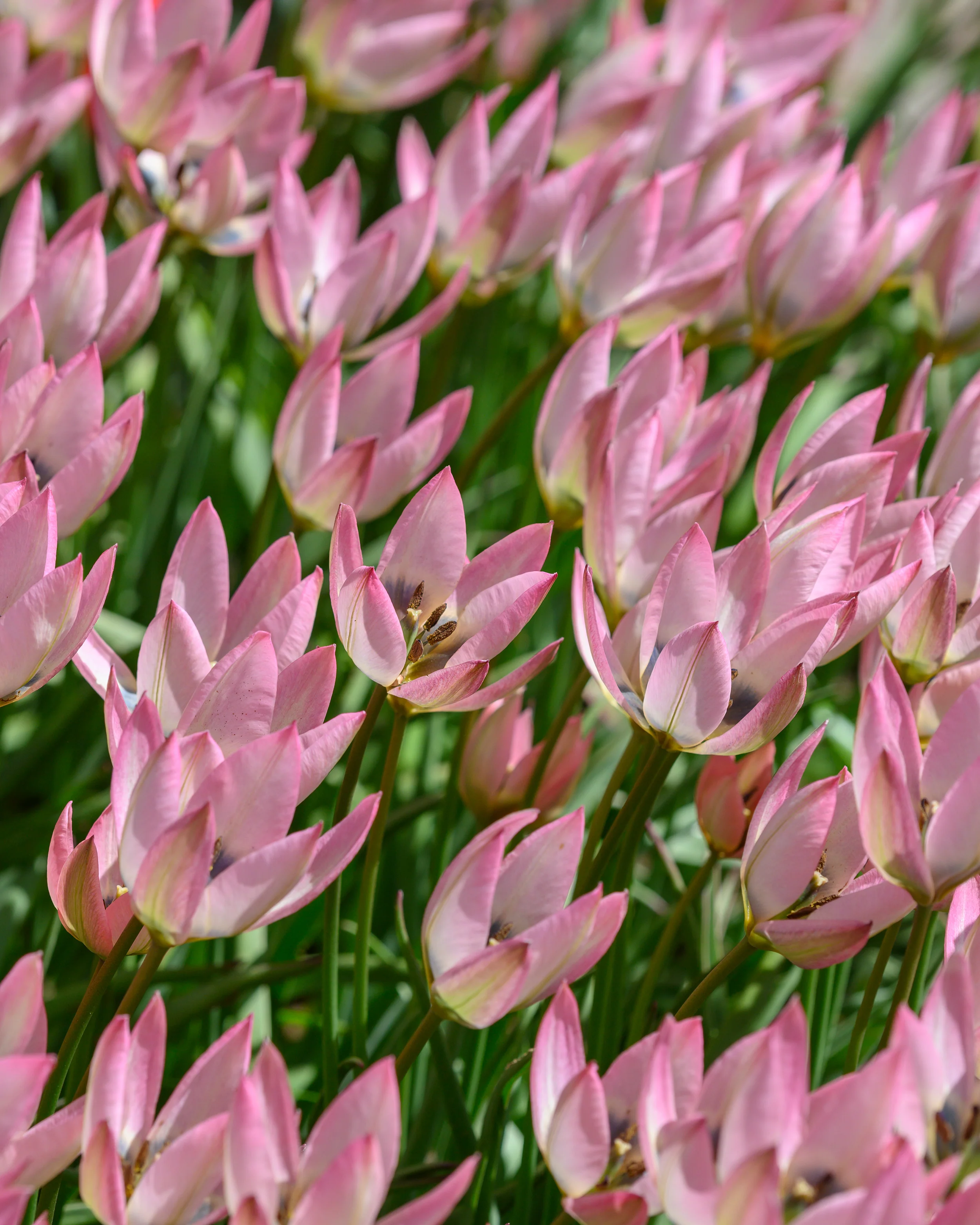 Tulip 'Danique' - Image 2