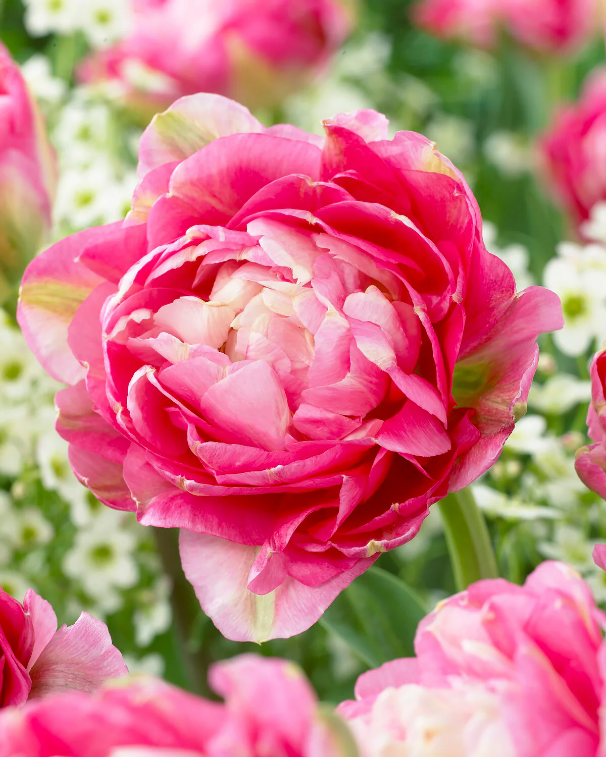 Tulip 'Double Sugar'