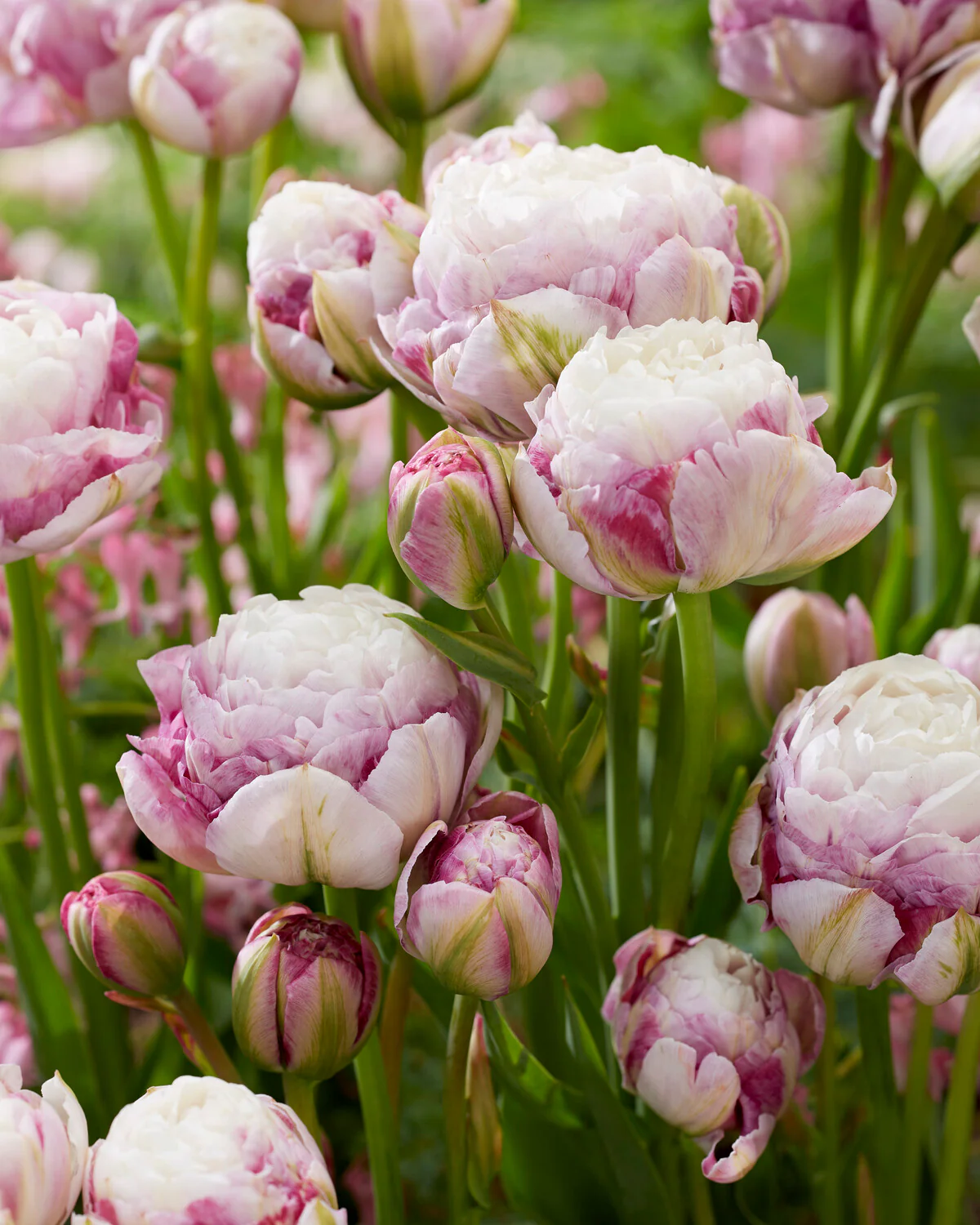 Tulip 'Double Surprise' - Image 2
