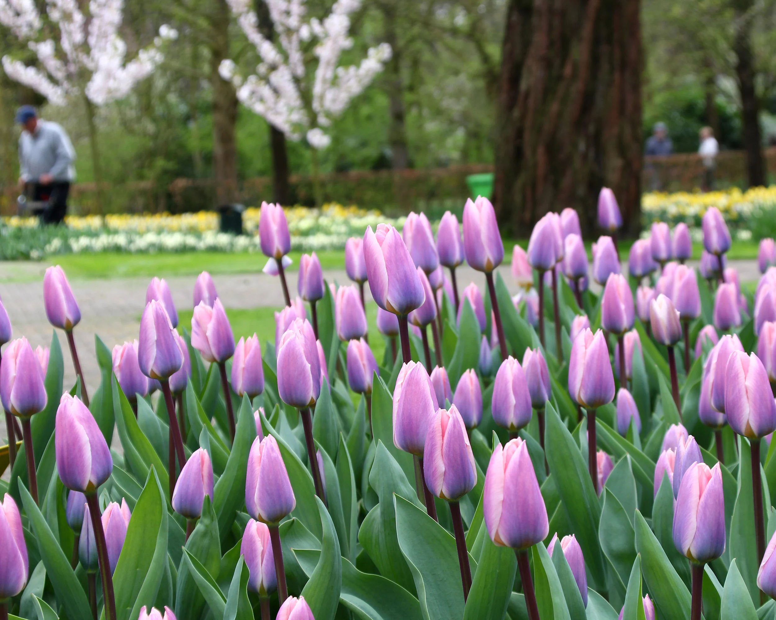 Tulip 'Light and Dreamy' - Image 2